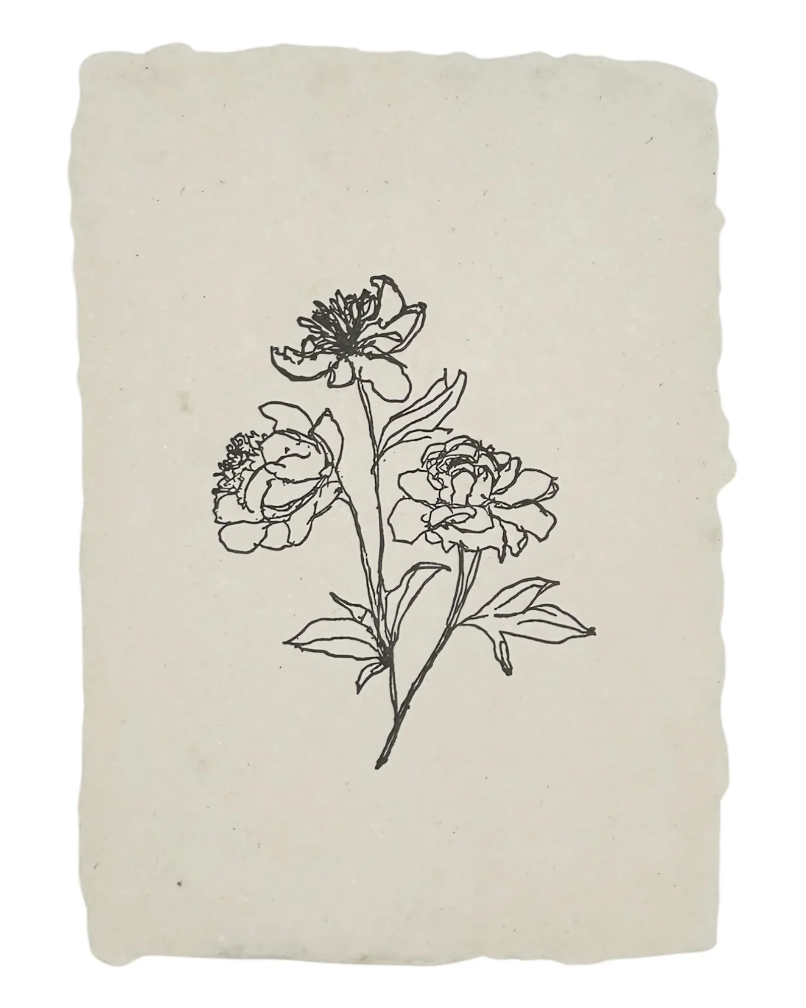 Peony Stems Art Print