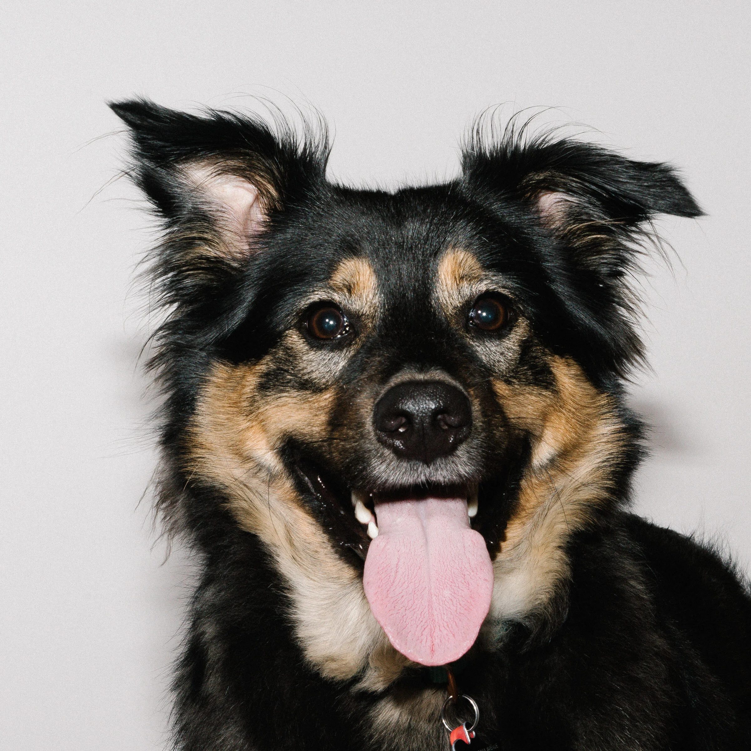 Border Collie Rottweiler German Shepherd Mix