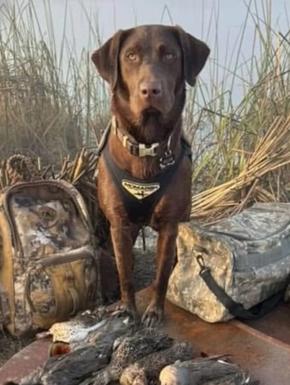 Merlin (Prairiestorm Merlin 2nd WCX SH)