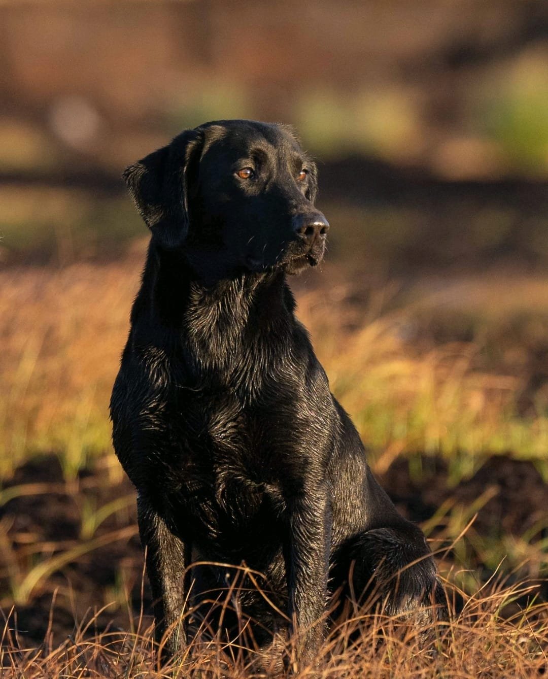 Gus (Tamrose Black Jimmy WCI)
