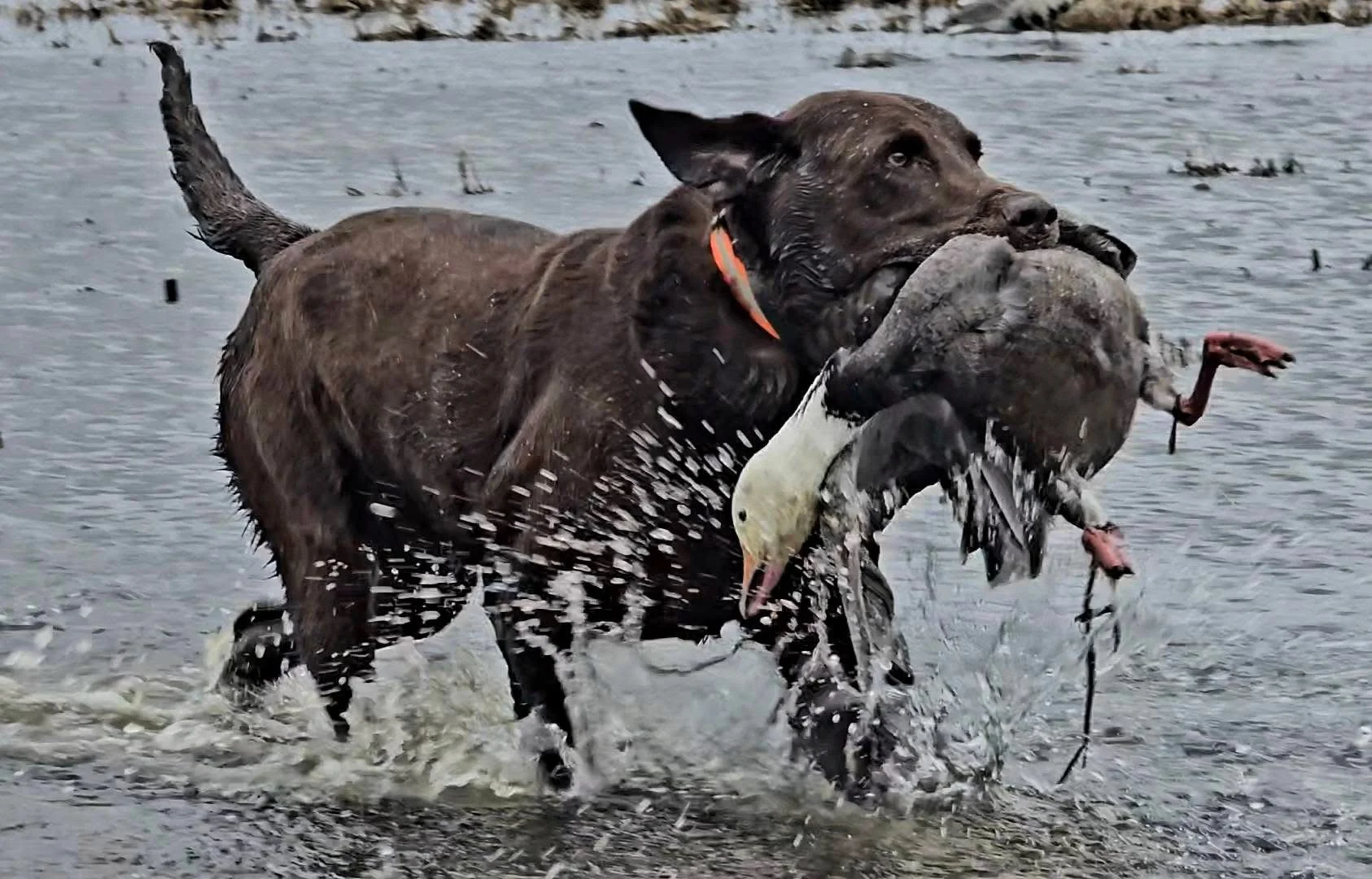 Red (Ecrew6k Shiver Me Timbers Red WCI SH)