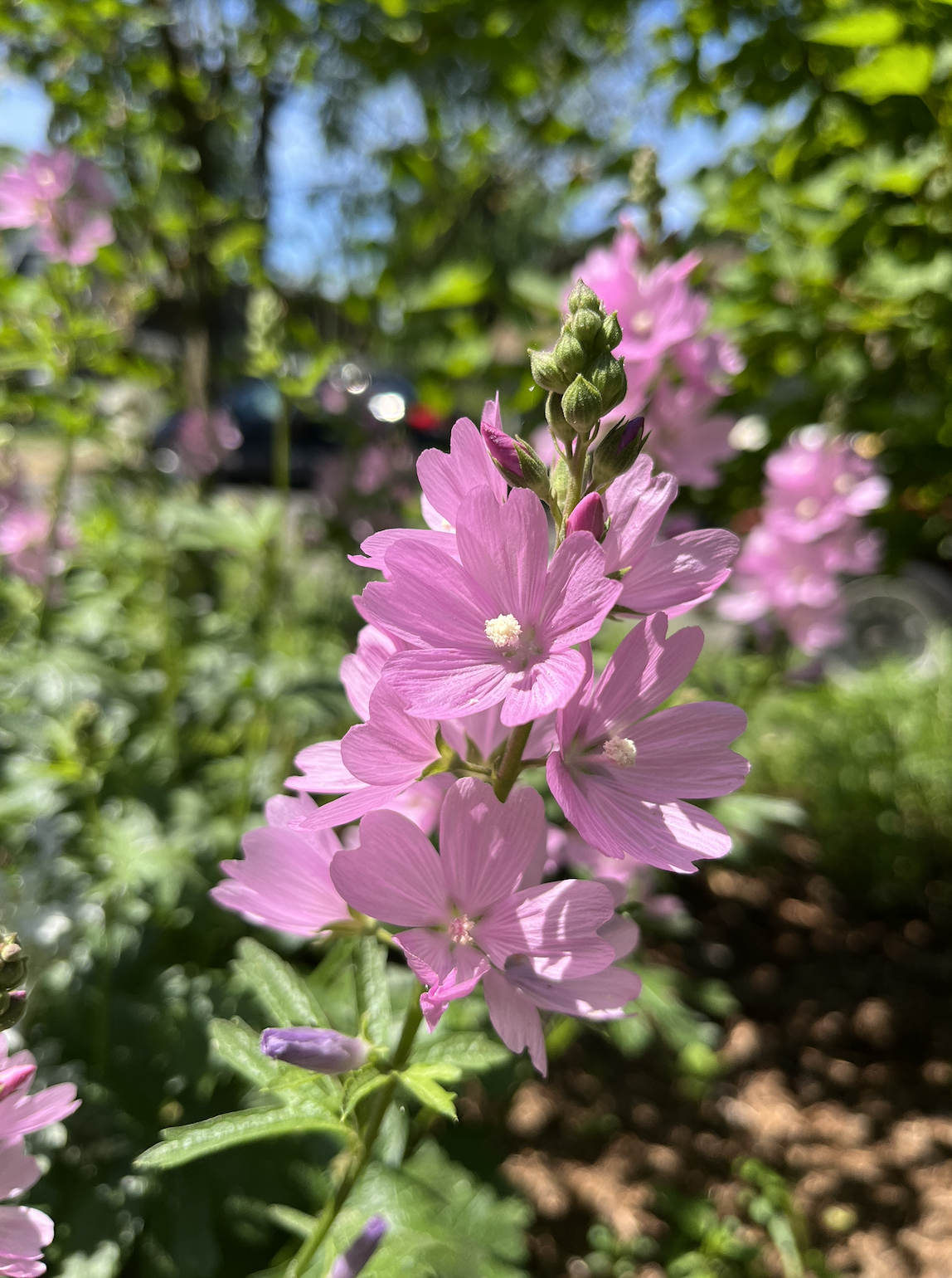 Meadow Checkermallow
