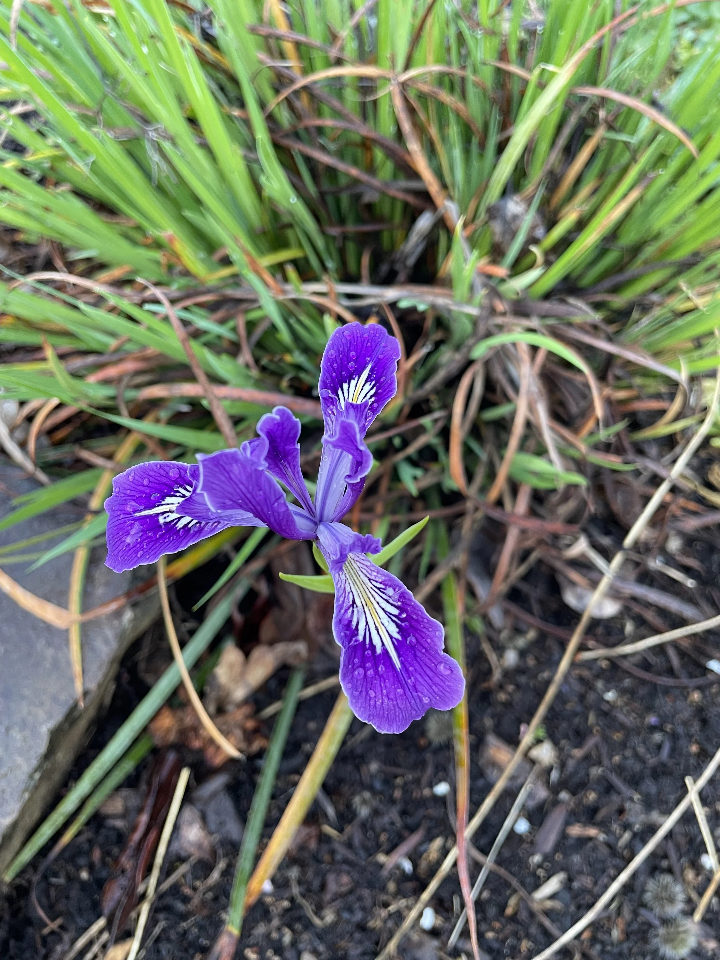 Oregon Iris