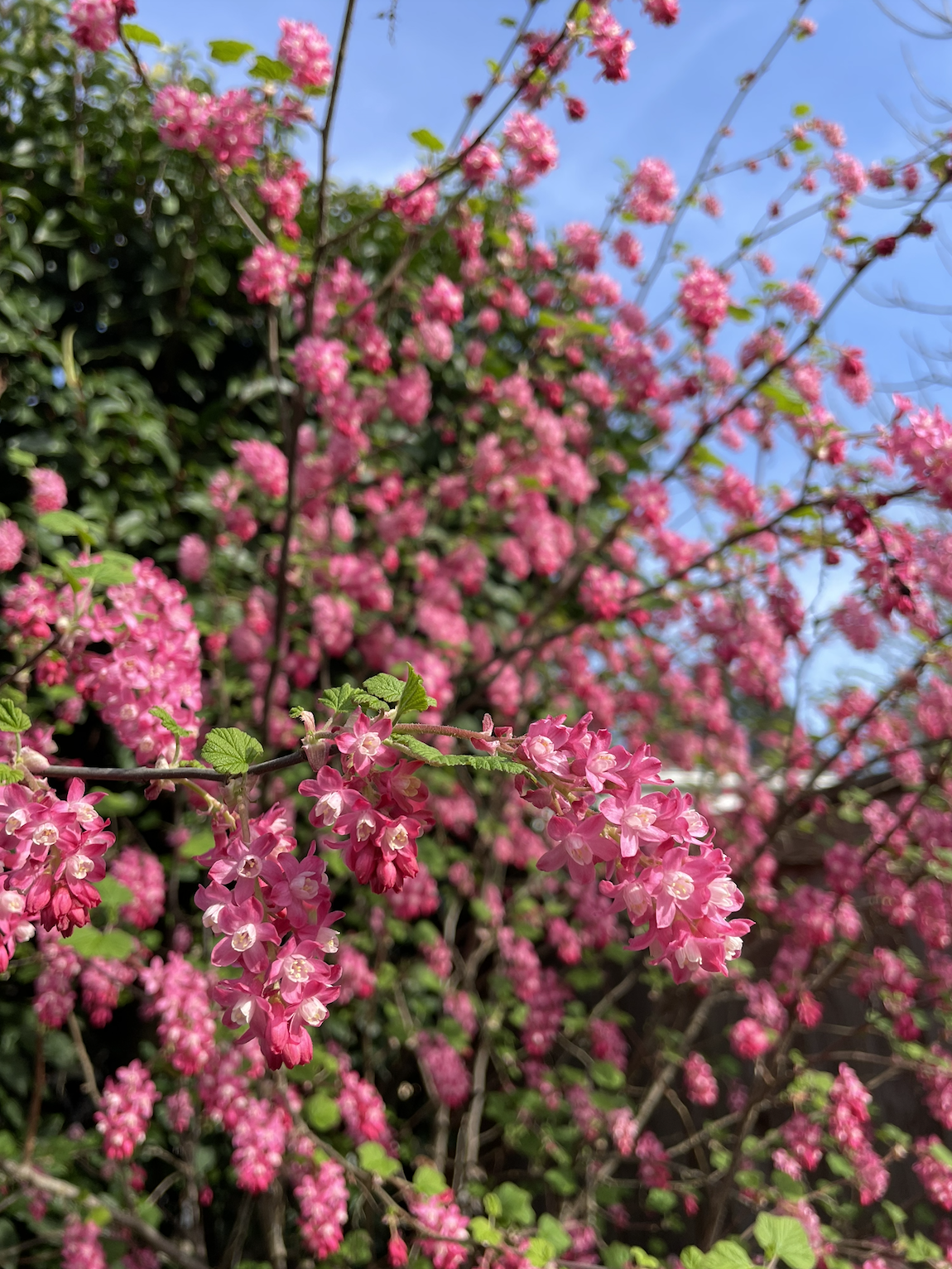 Screenshot 2026-01-26 at 10.46.35 AM.png