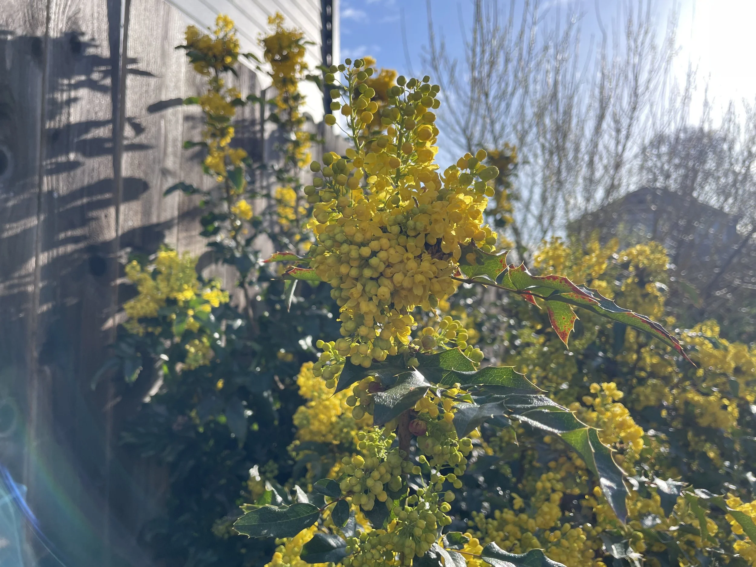 tall oregon grape (1).jpeg