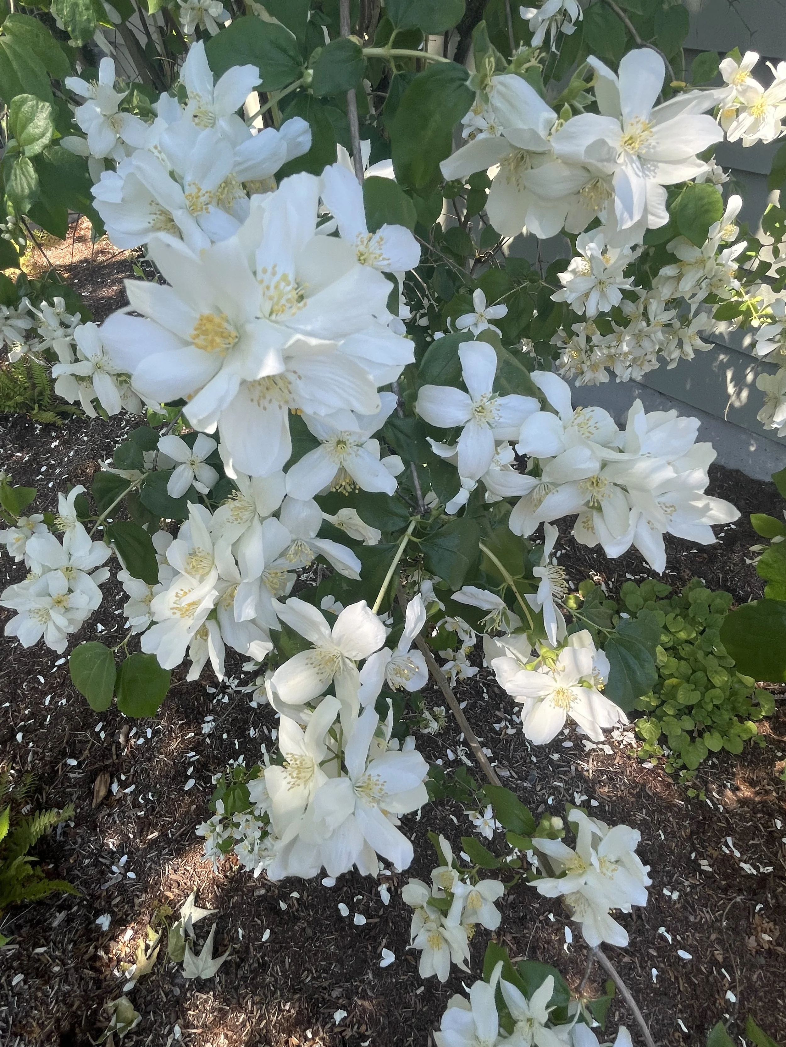 mock orange.jpeg