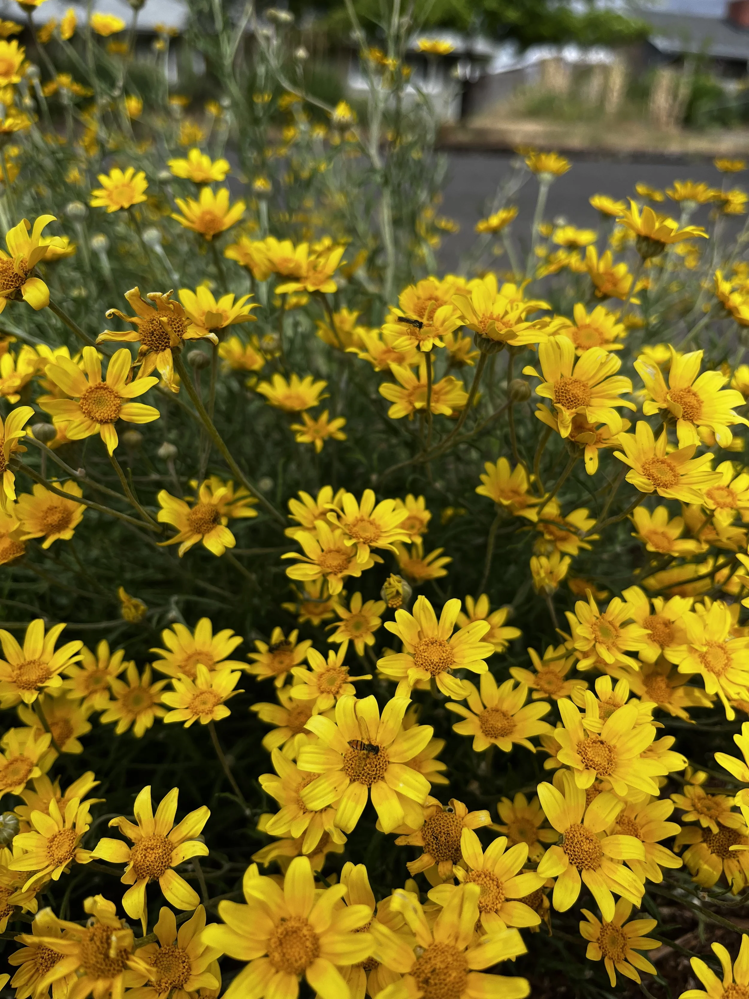 Oregon Sunshine 3.jpeg