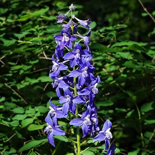 October 2025 Newsletter