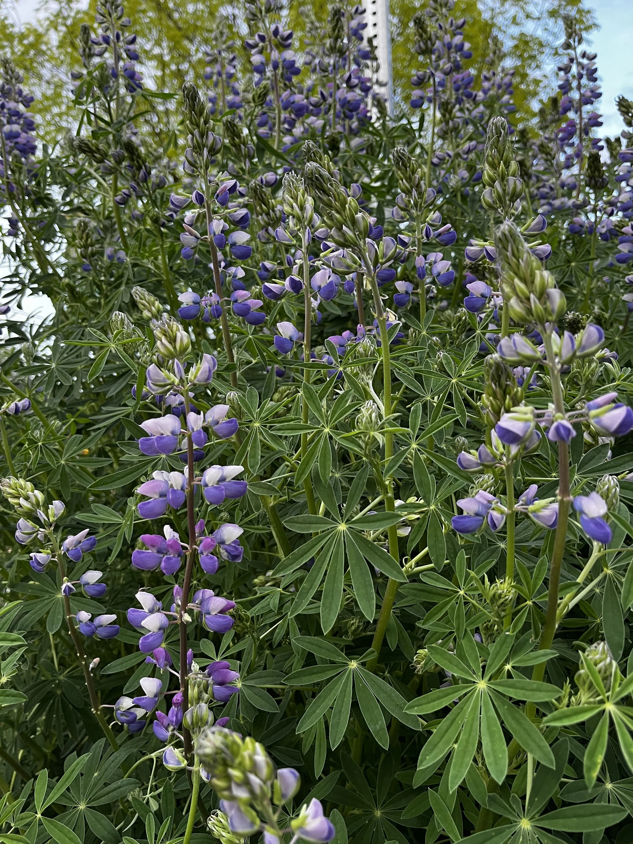 Riverbank Lupine 3.jpeg