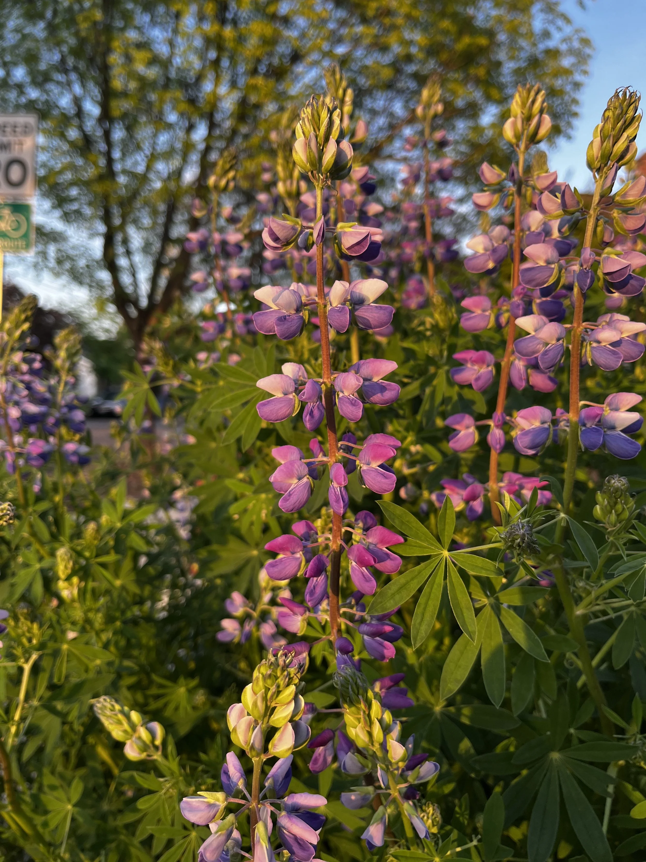 Riverbank Lupine 2.jpeg