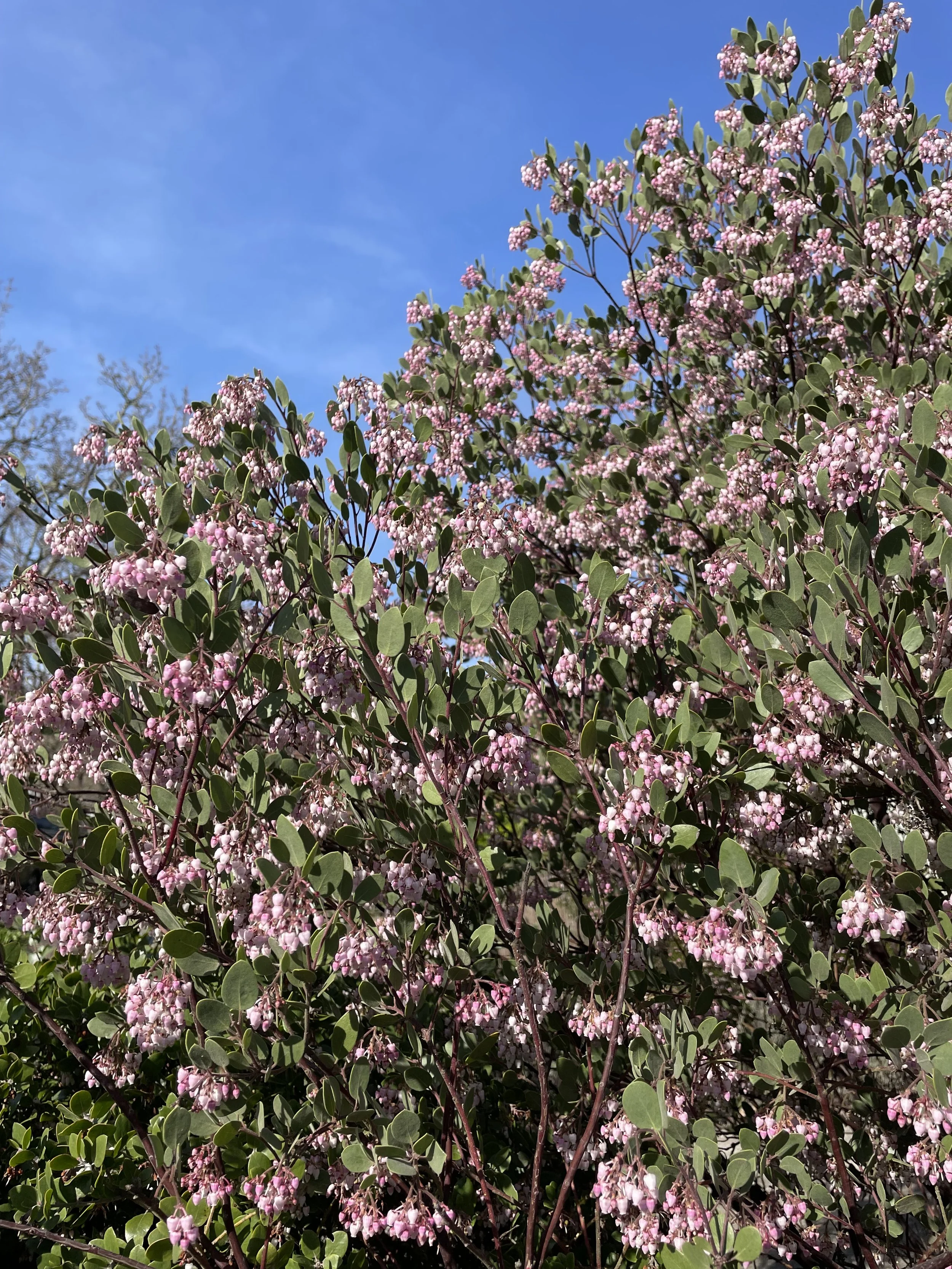 Howard McMinn Manzanita