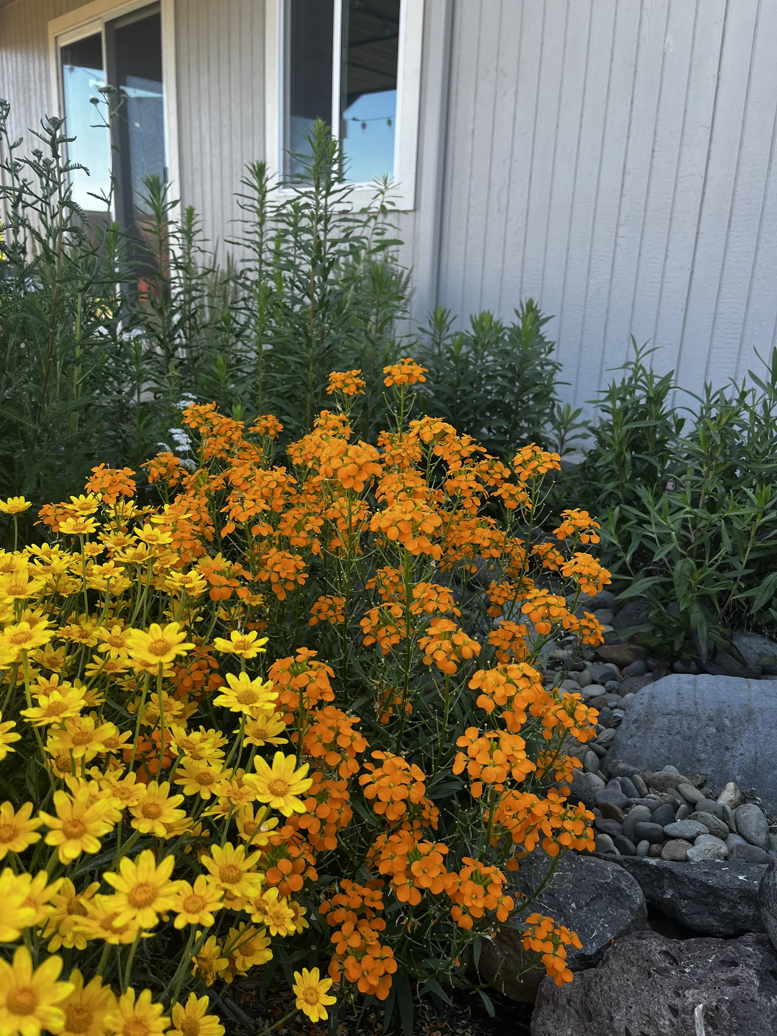 Wallflower and Sunshine.jpeg