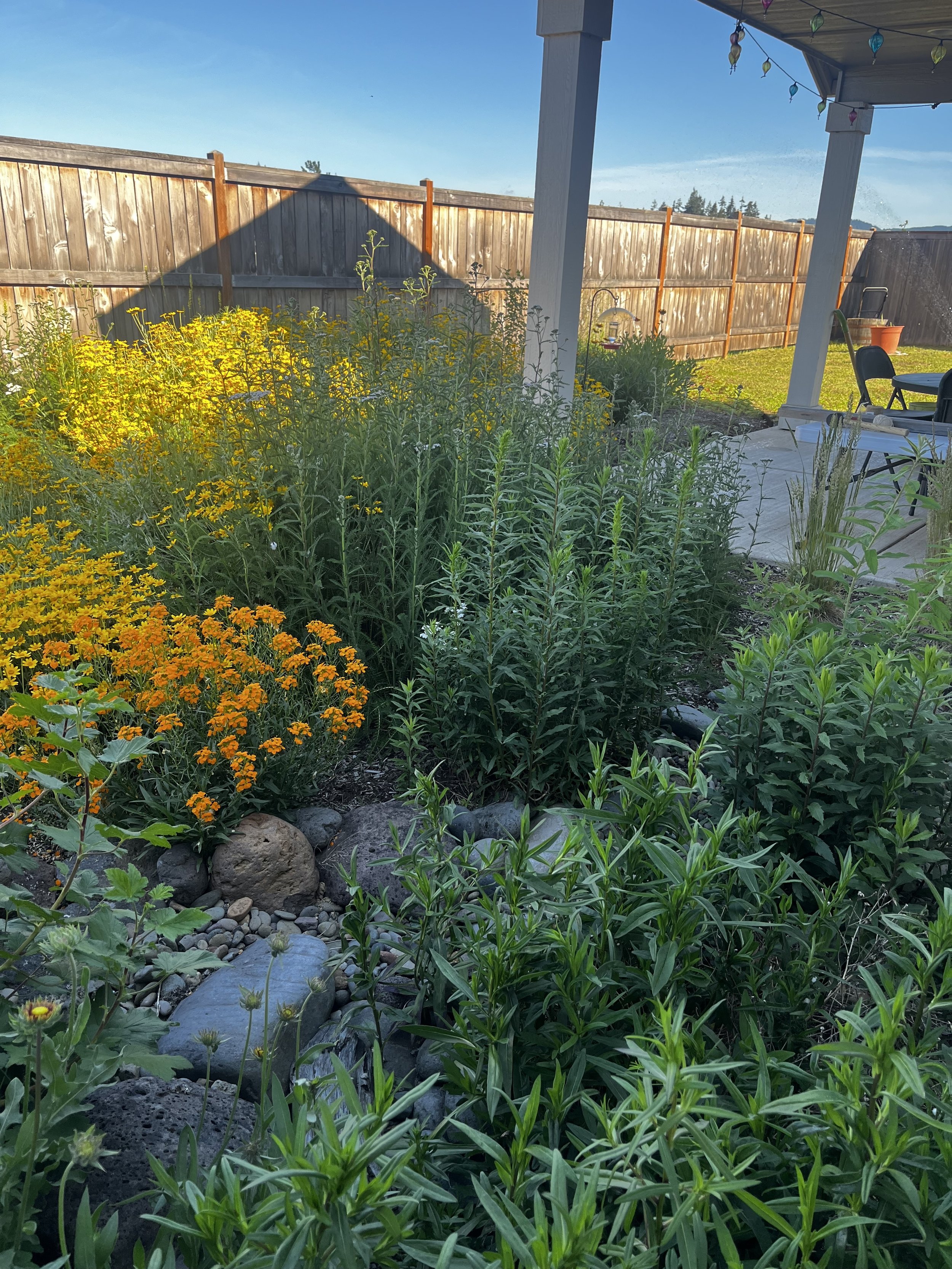 backyard .jpg