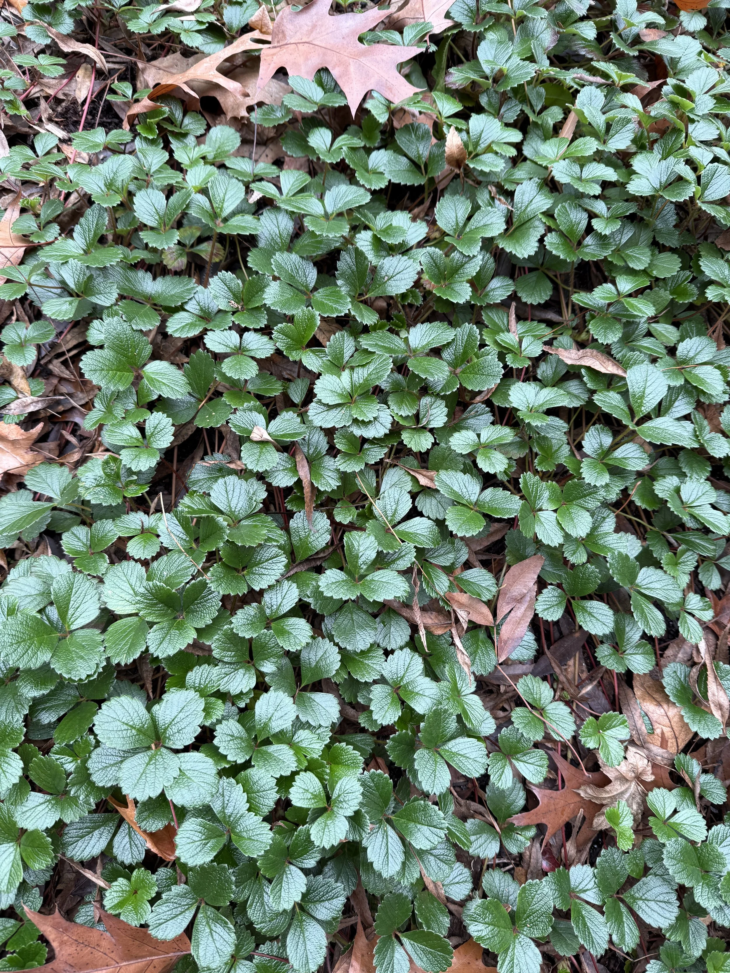 Sand Strawberry 2.jpeg