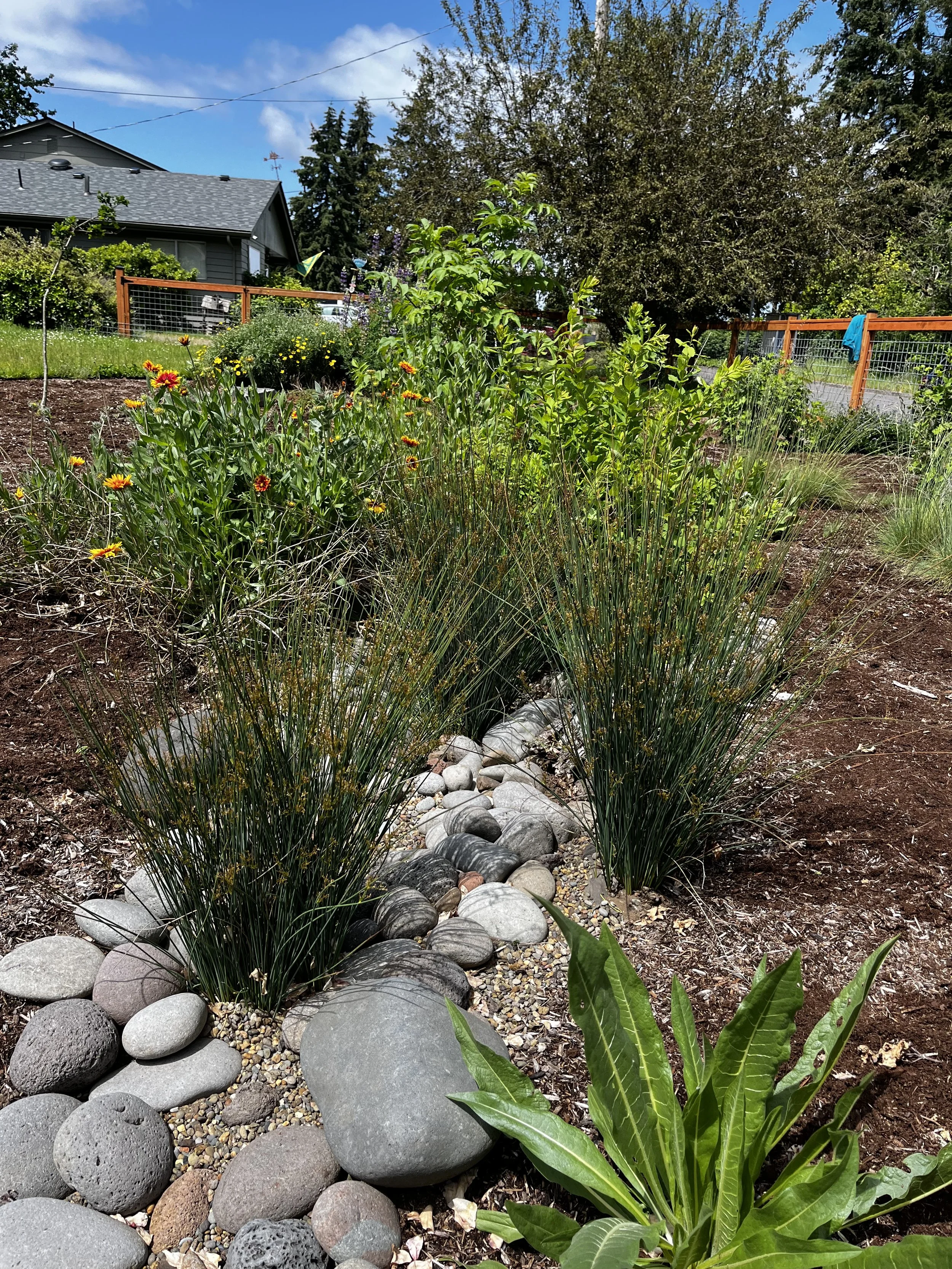 Spreading Rush 2.jpeg