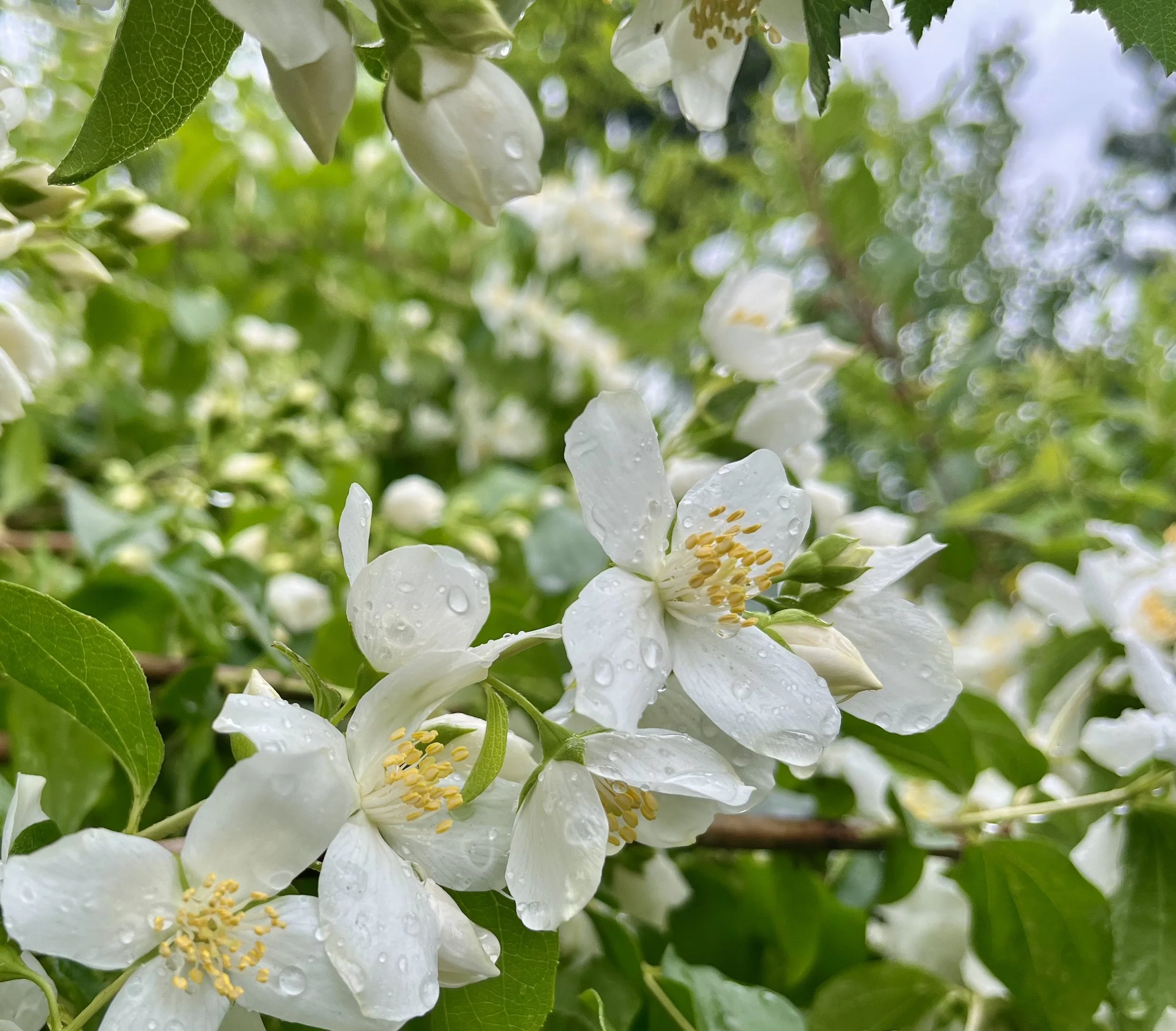 Mock Orange