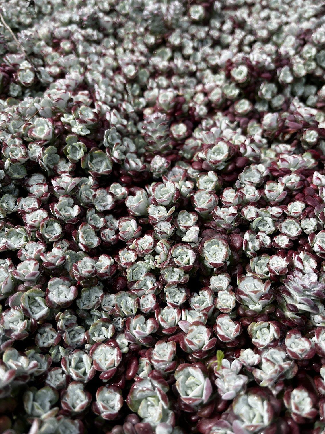 Cape Blanco Stonecrop