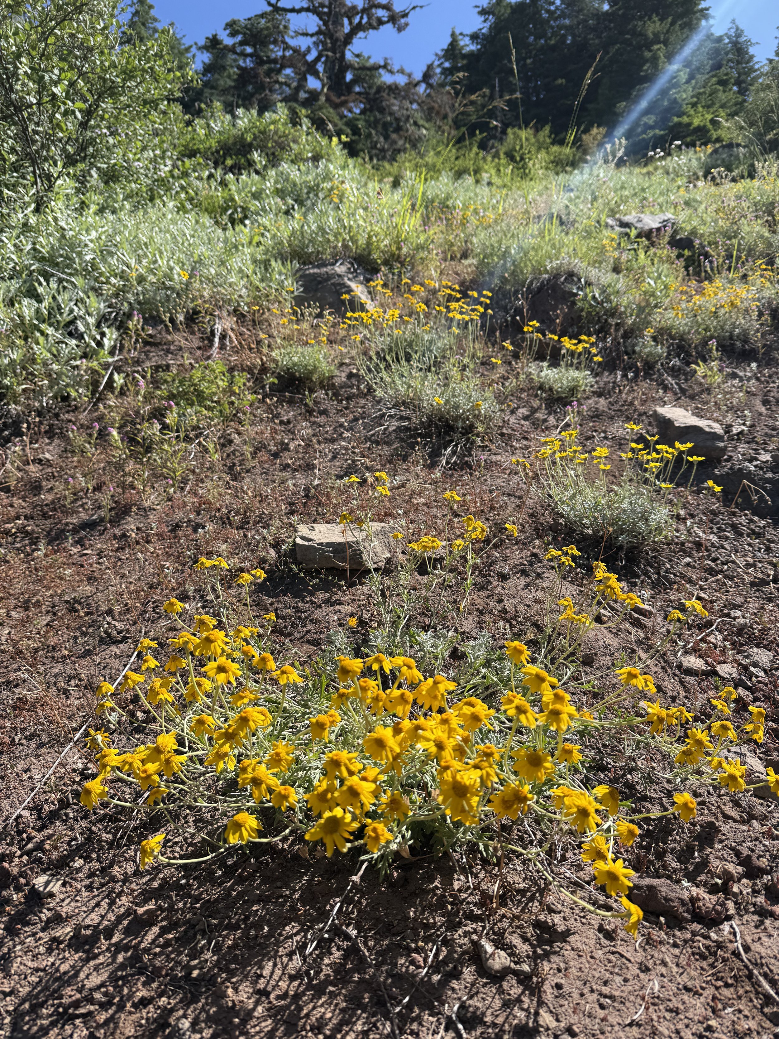 Oregon Sunshine 6.jpeg