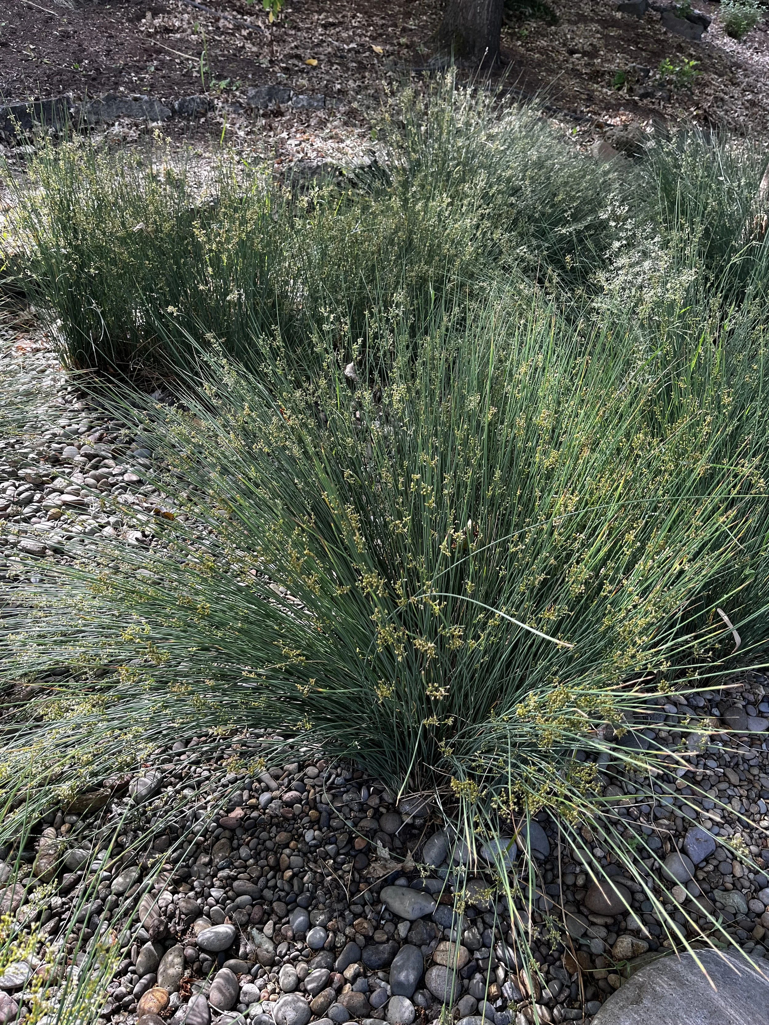 Spreading Rush 4.jpeg