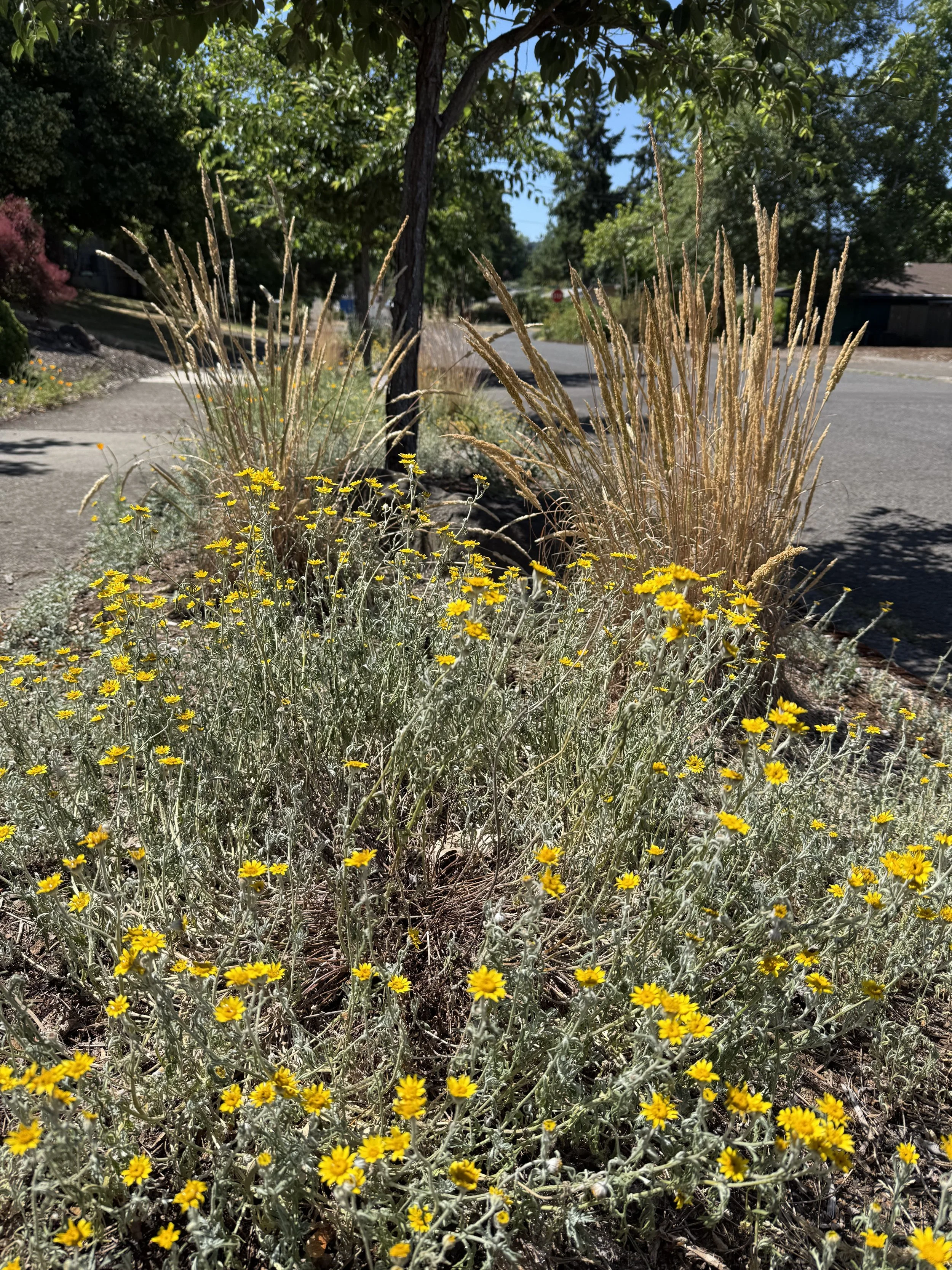 Oregon Sunshine 4.jpeg