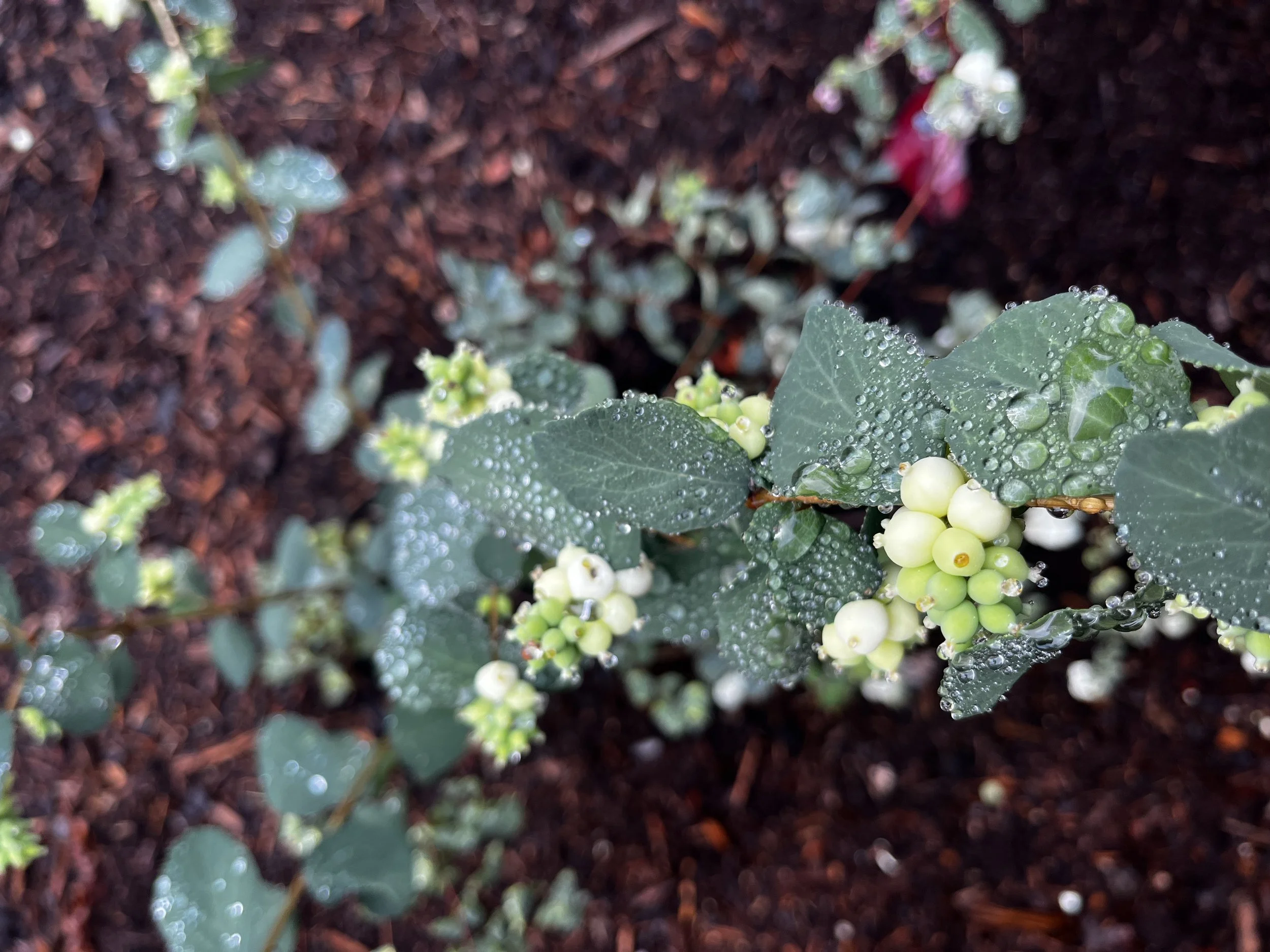 Snowberry (2).jpeg
