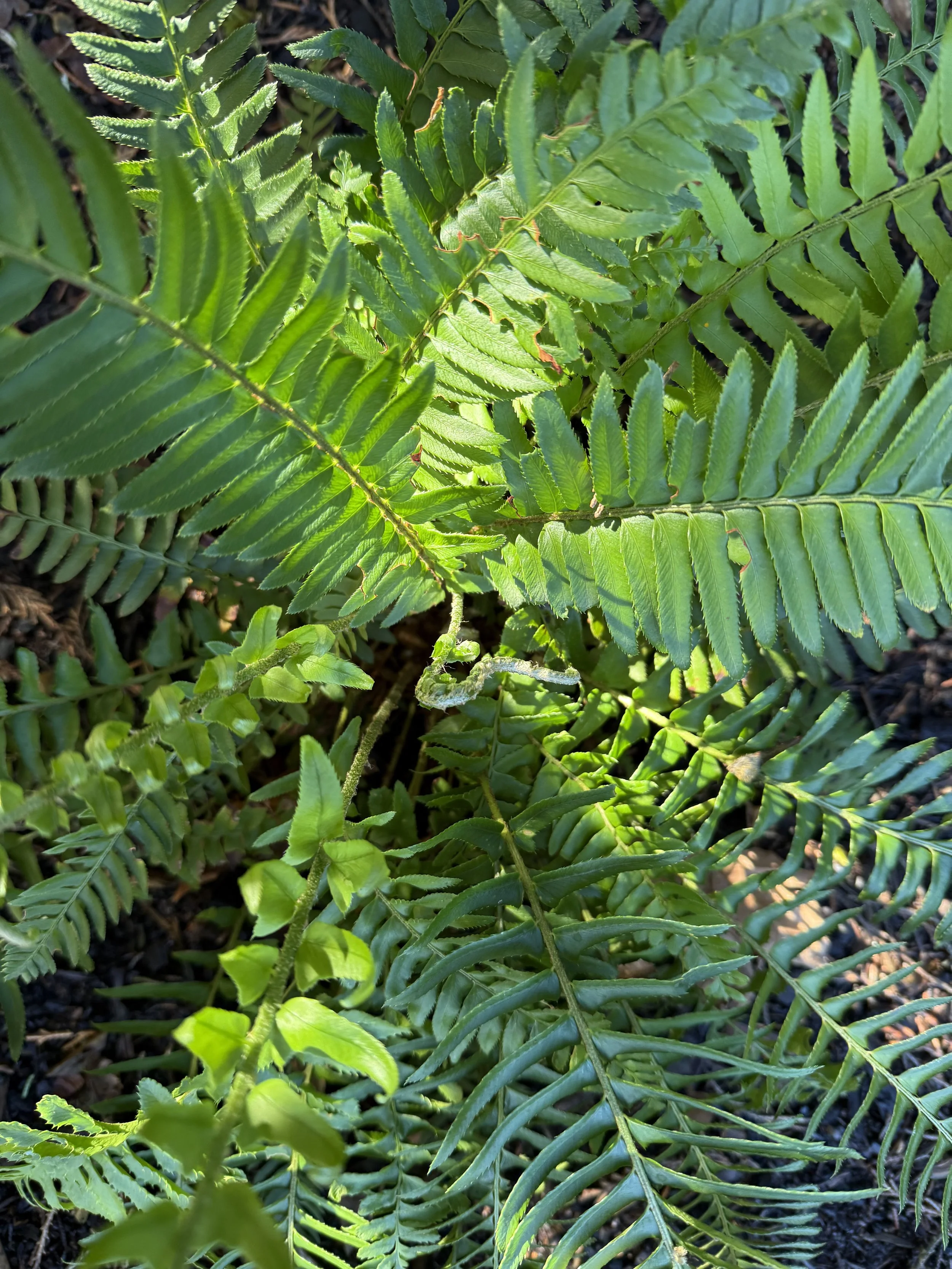 Sword Fern 3.jpeg