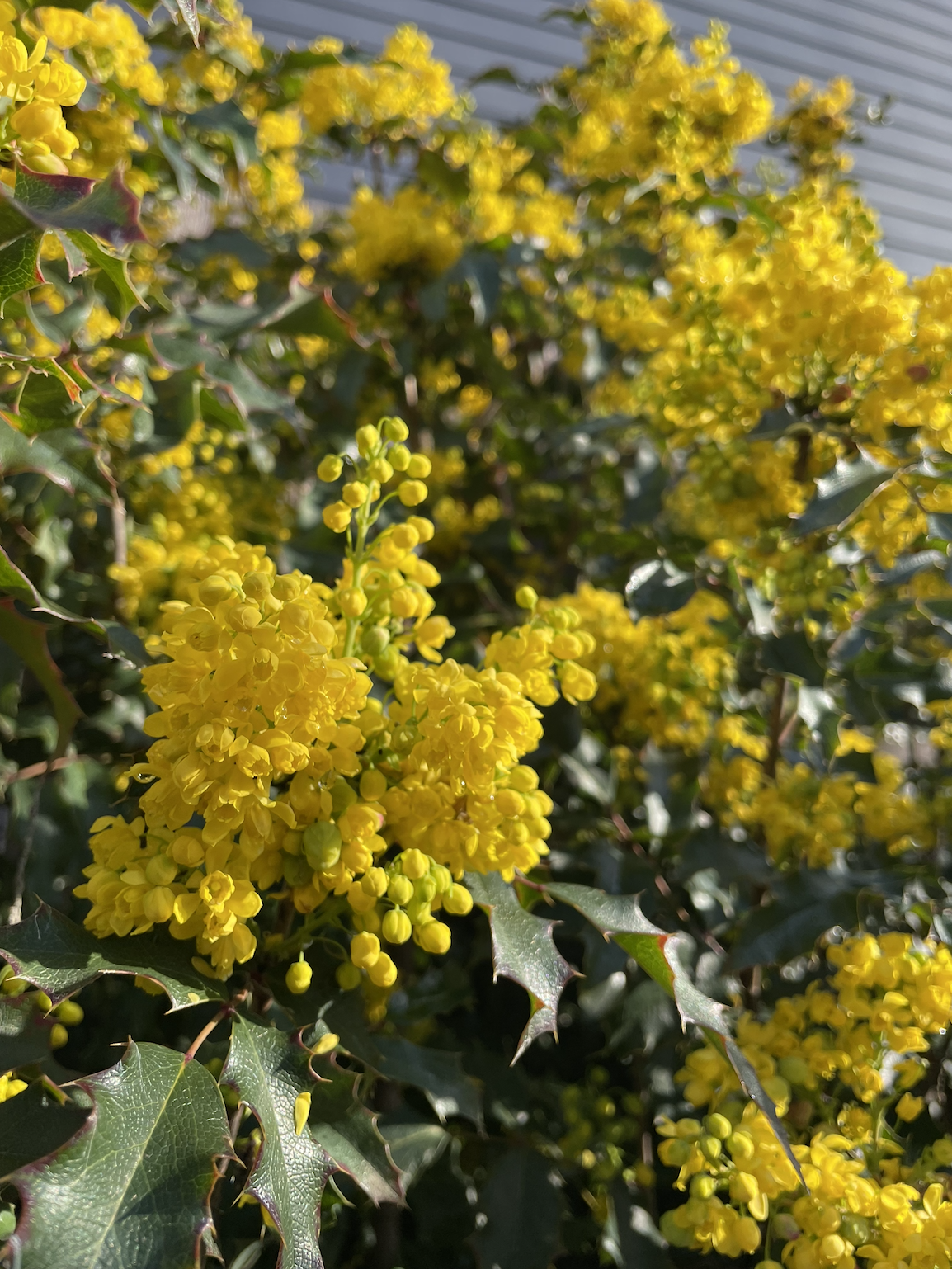 Tall Oregon Grape