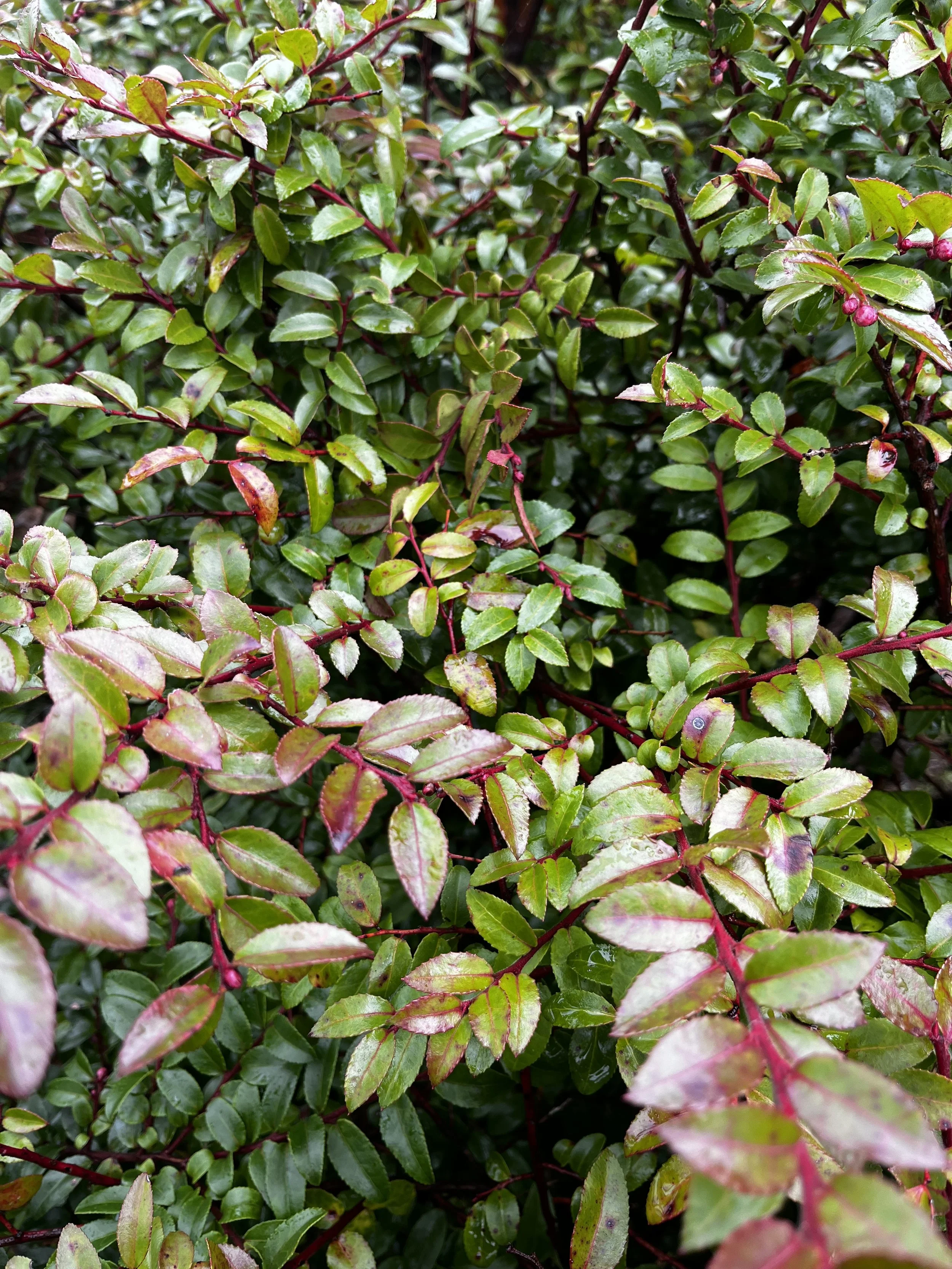 Evergreen Huckleberry 3.jpeg