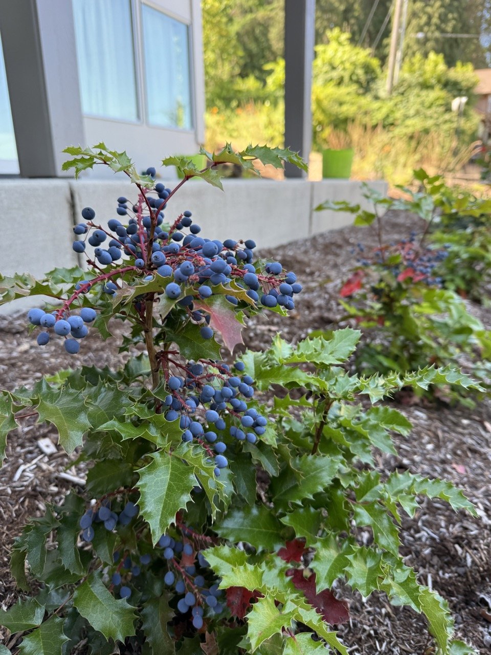 Oregon Grape Berries.jpeg