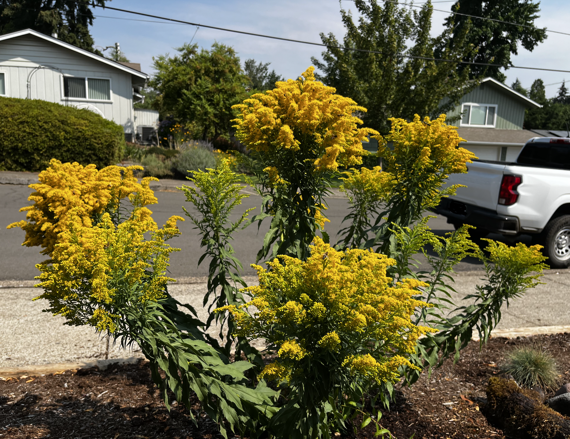 Screenshot 2026-01-25 at 4.29.27 PM.png