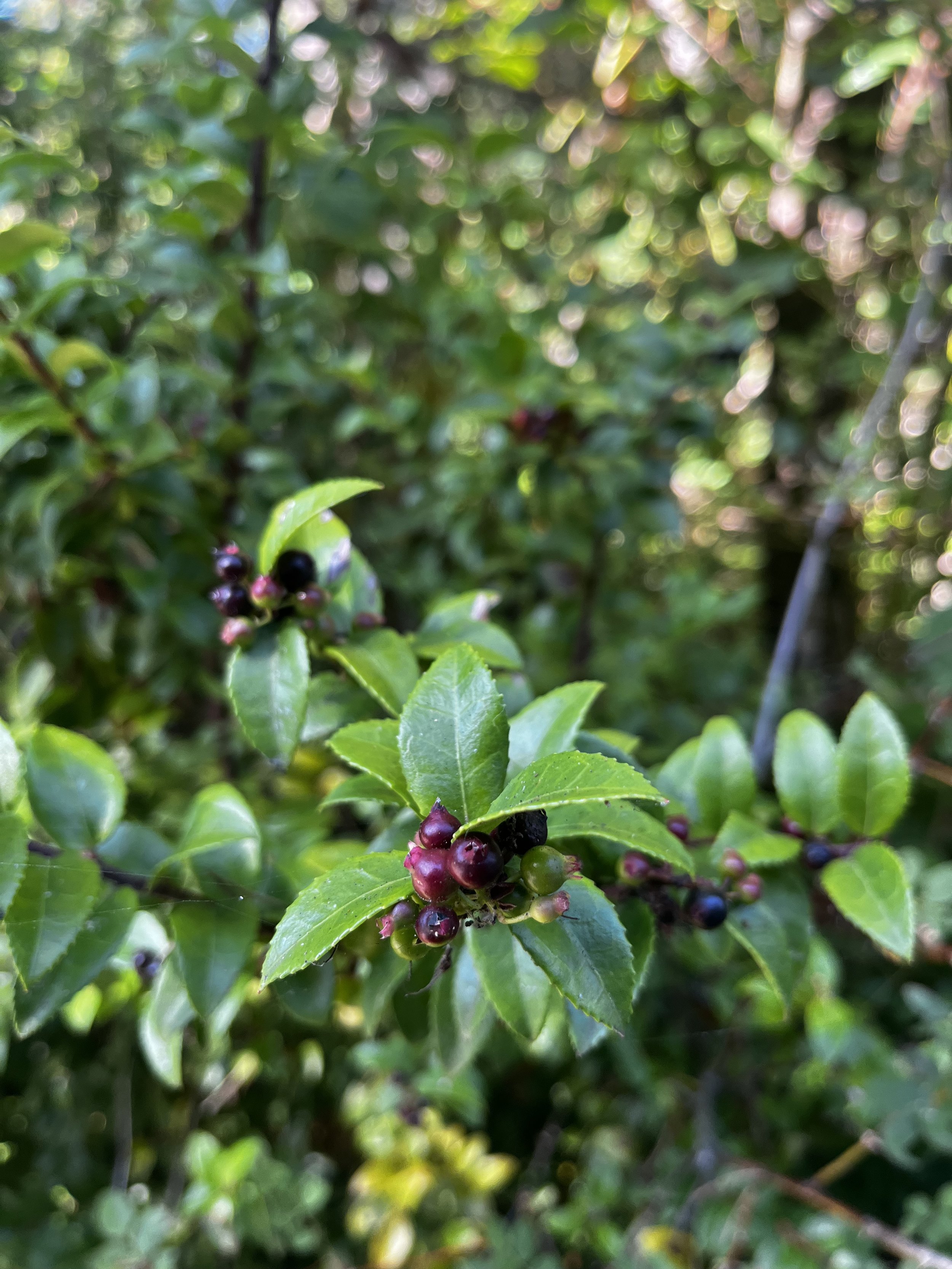 Evergreen Huckleberry