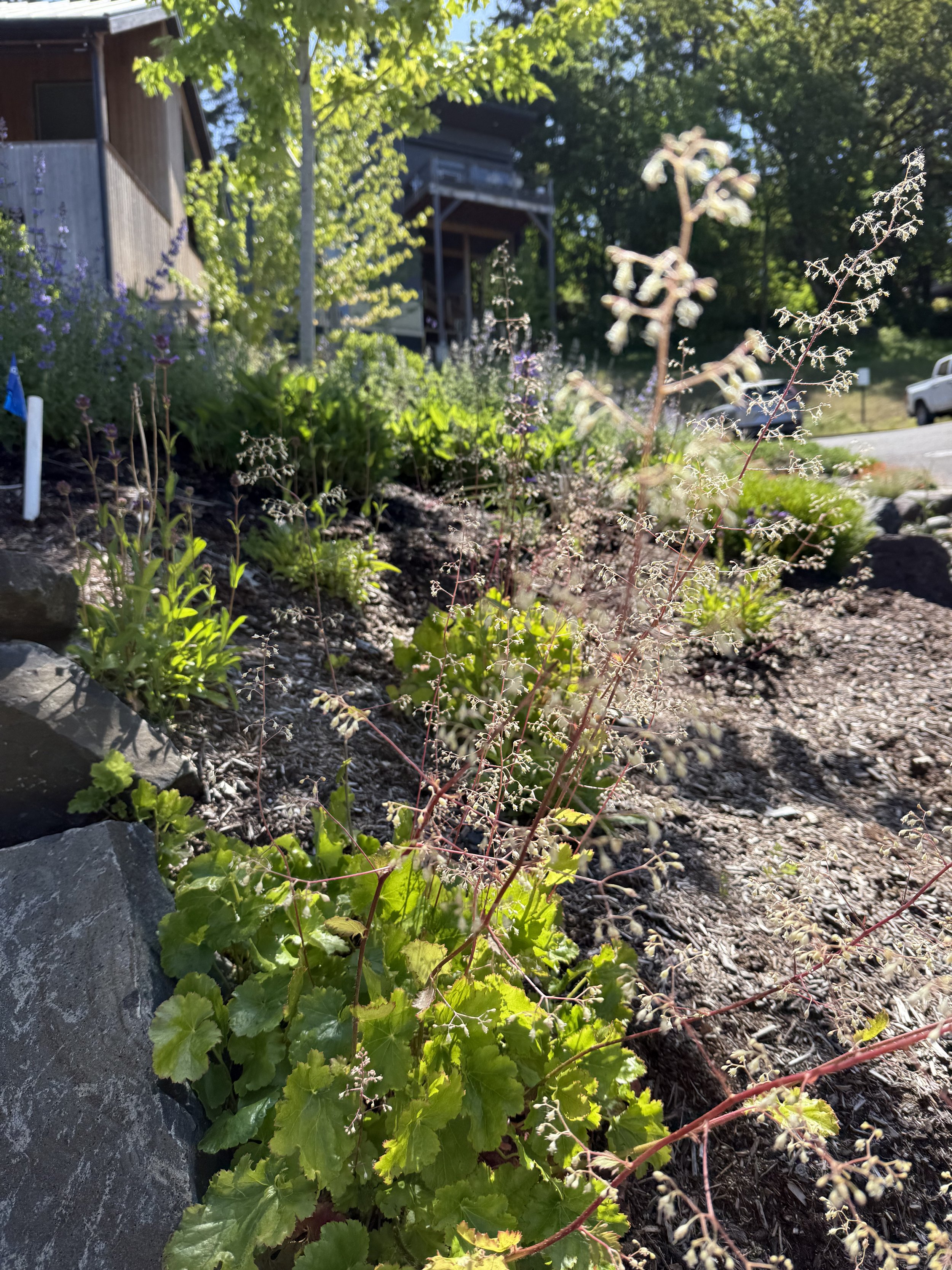 Smallflower Alumroot 1.jpeg