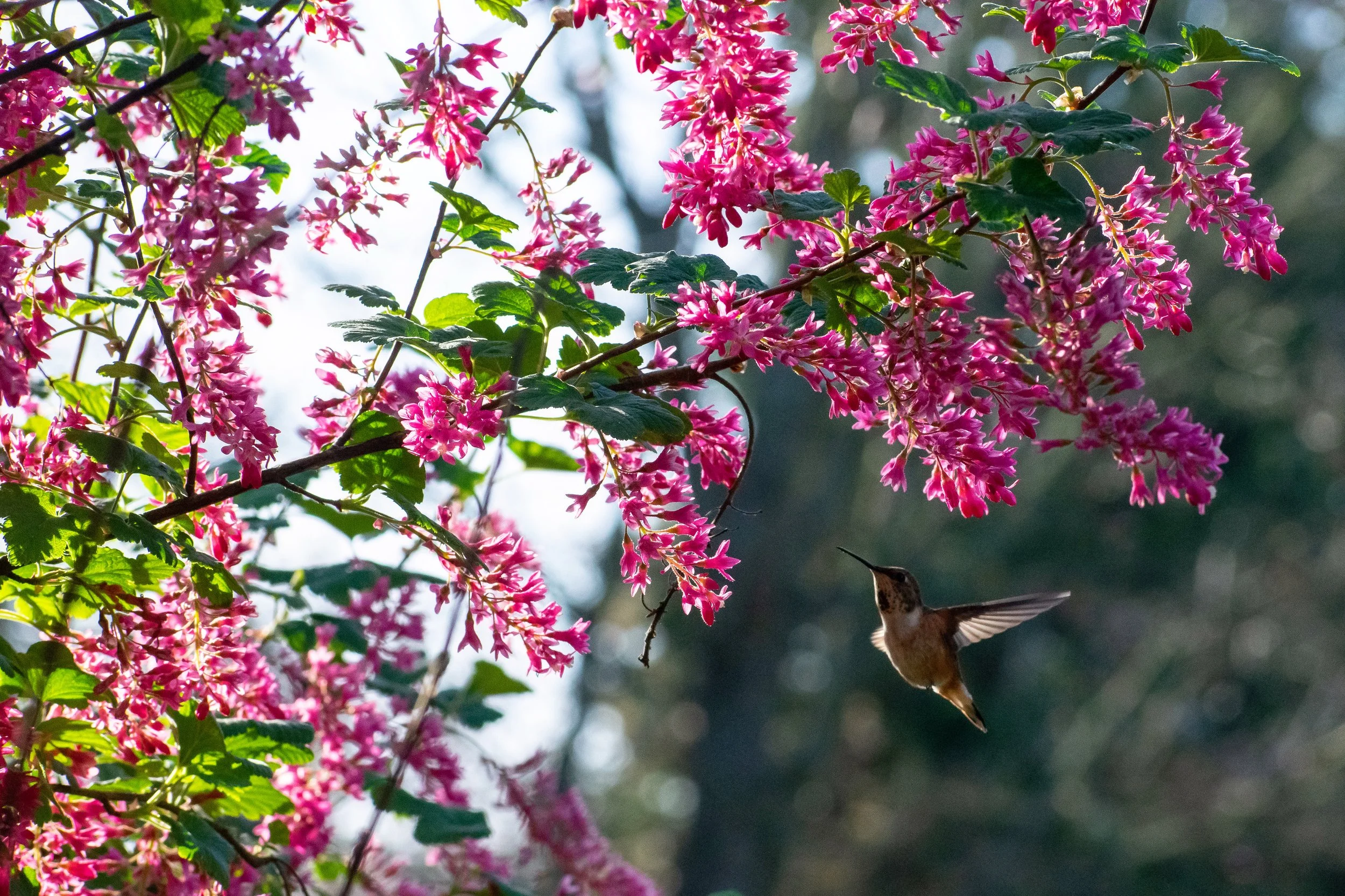 Red Flowering Currant