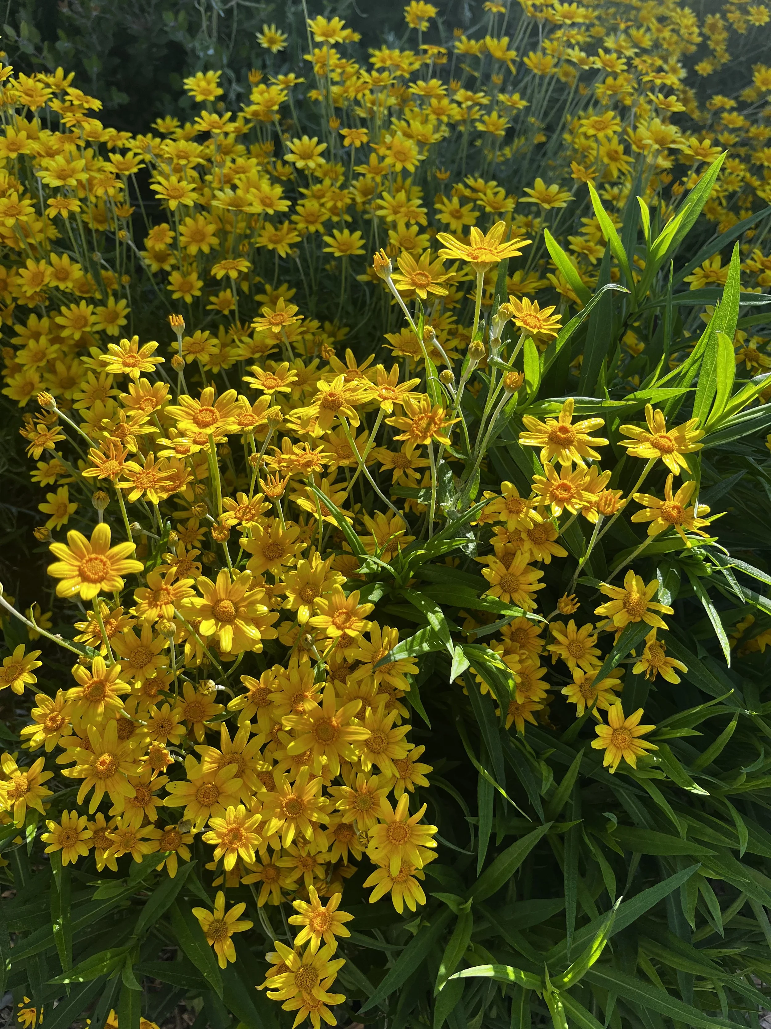 Oregon Sunshine.jpeg