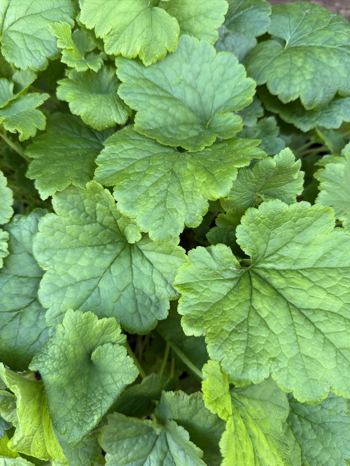 Screenshot 2026-01-25 at 4.38.00 PM.png