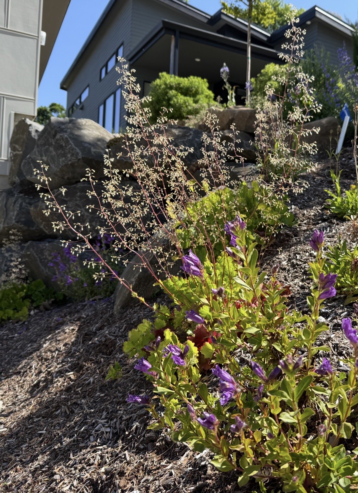 Smallflower Alumroot.jpg