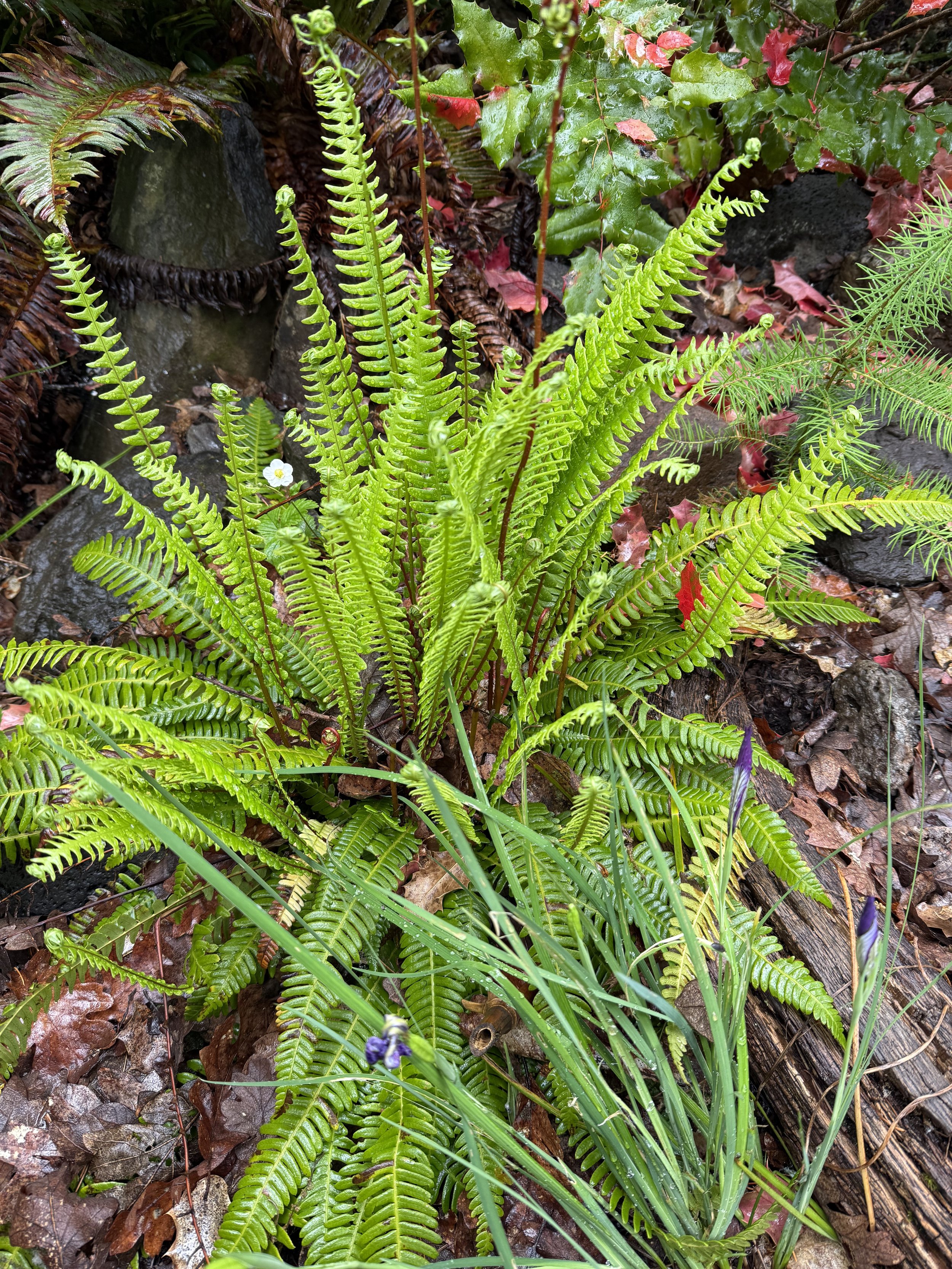 Deer Fern.jpeg