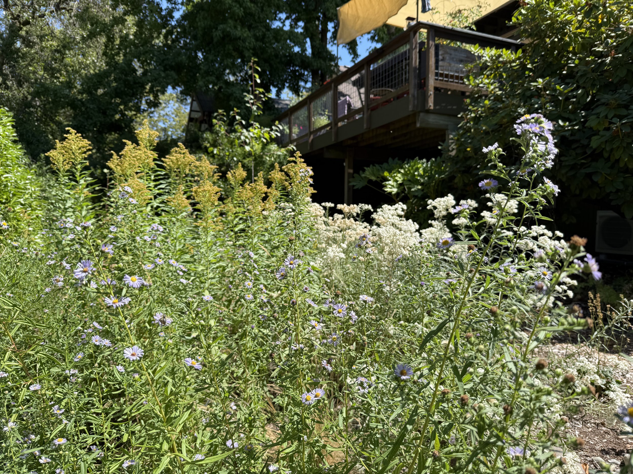 IMG_4233.jpeg