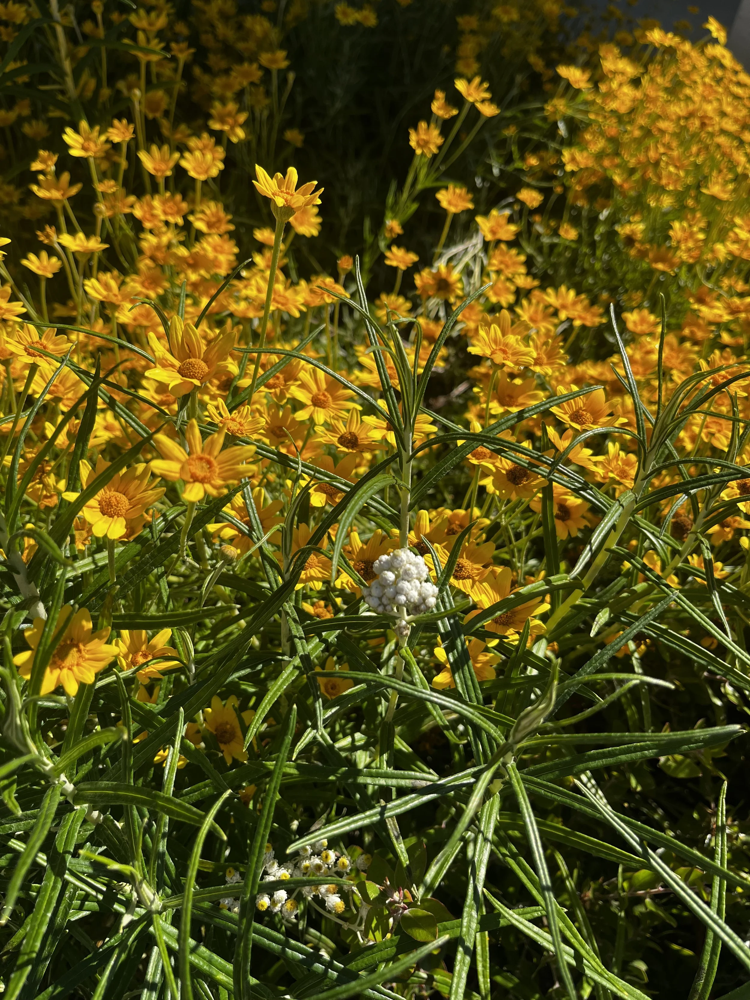 Oregon Sunshine 1.jpeg