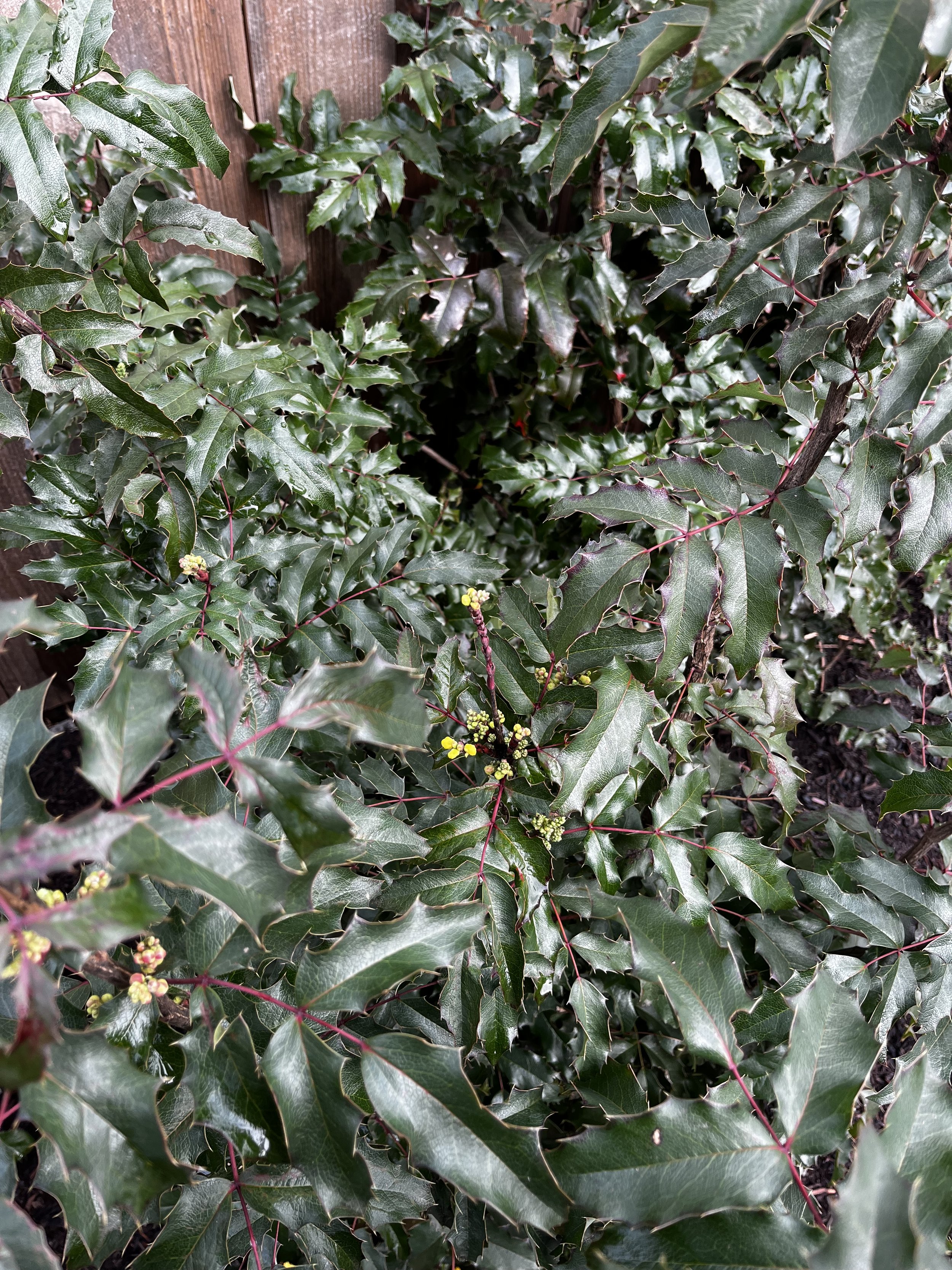 Tall Oregon Grape (2).jpeg