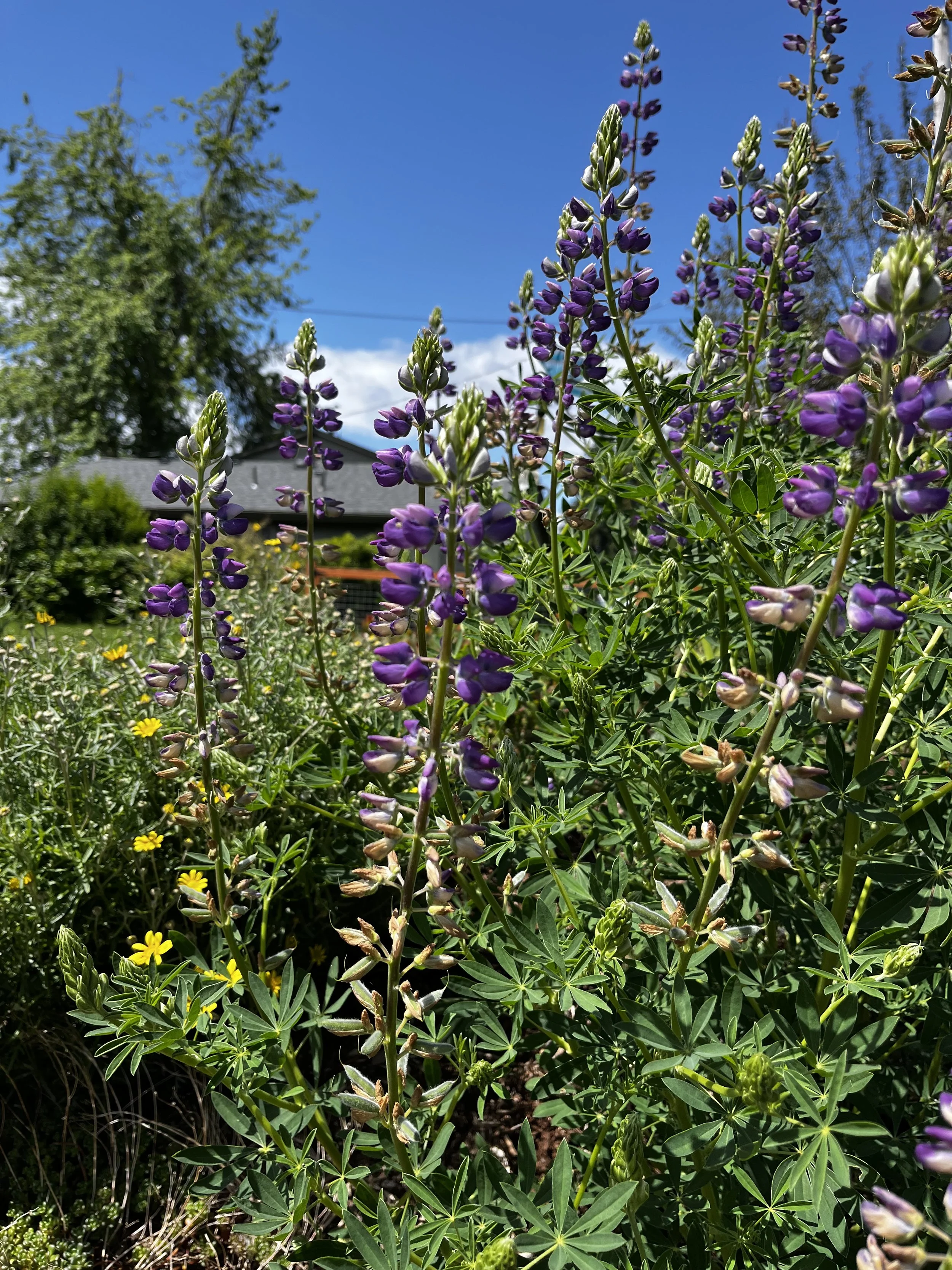 Riverbank Lupine 1.jpeg