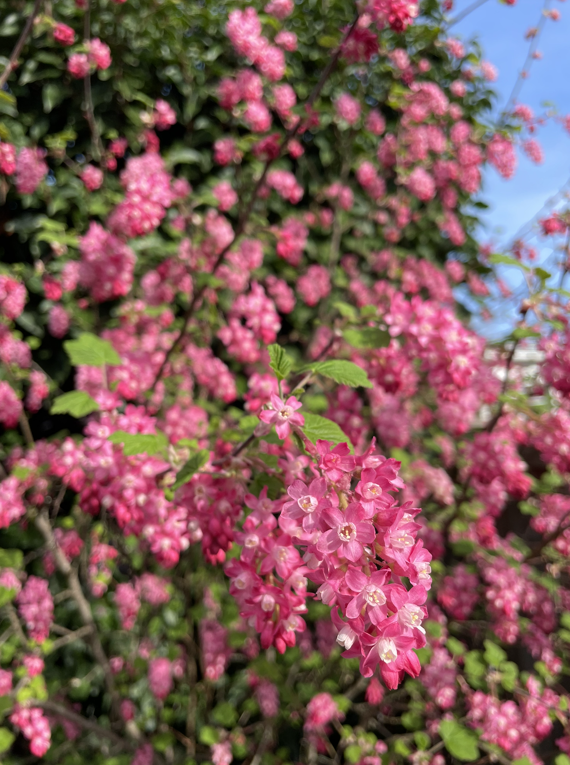 Screenshot 2026-01-26 at 10.46.25 AM.png