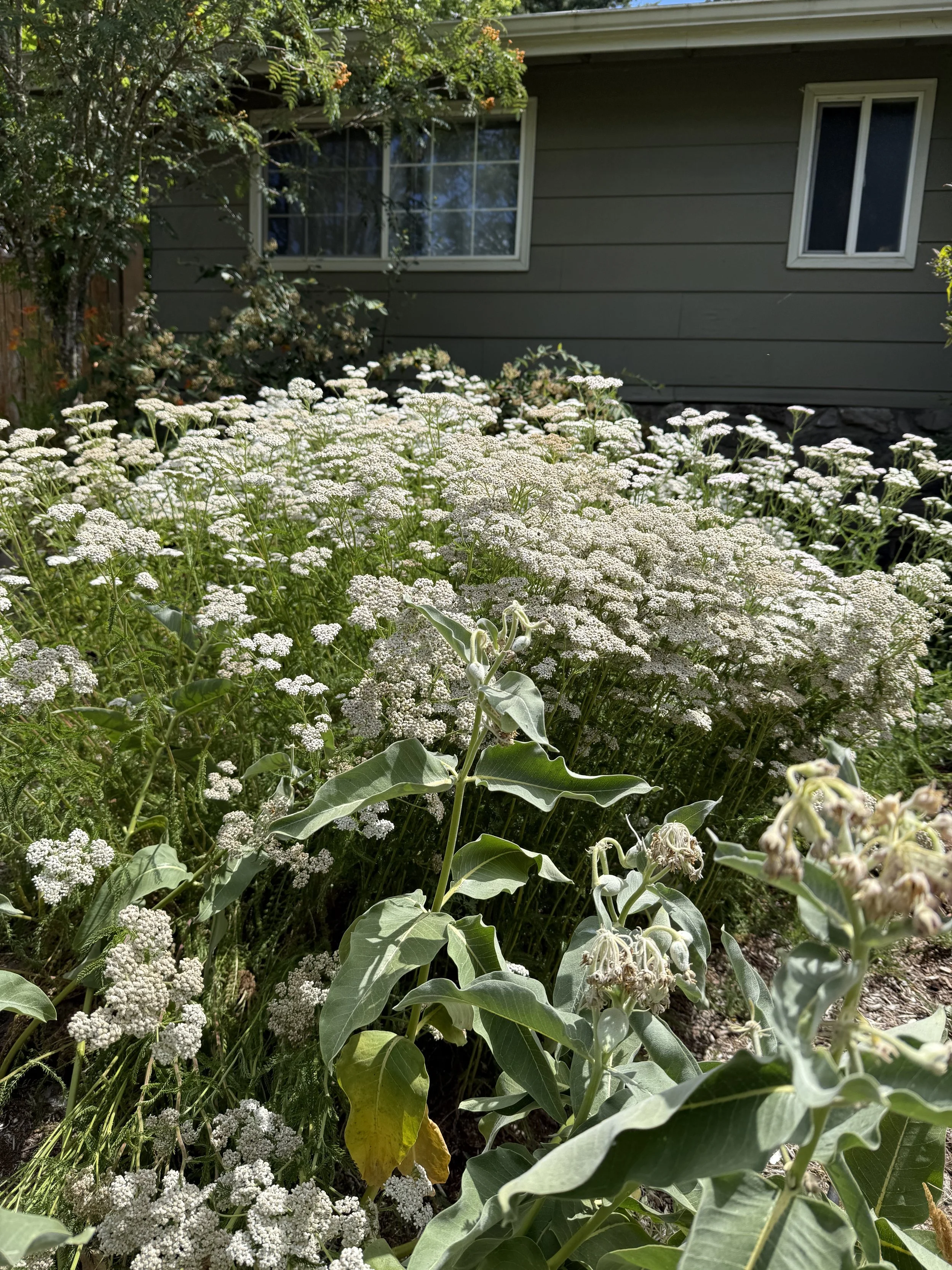 yarrow milkweed.jpeg