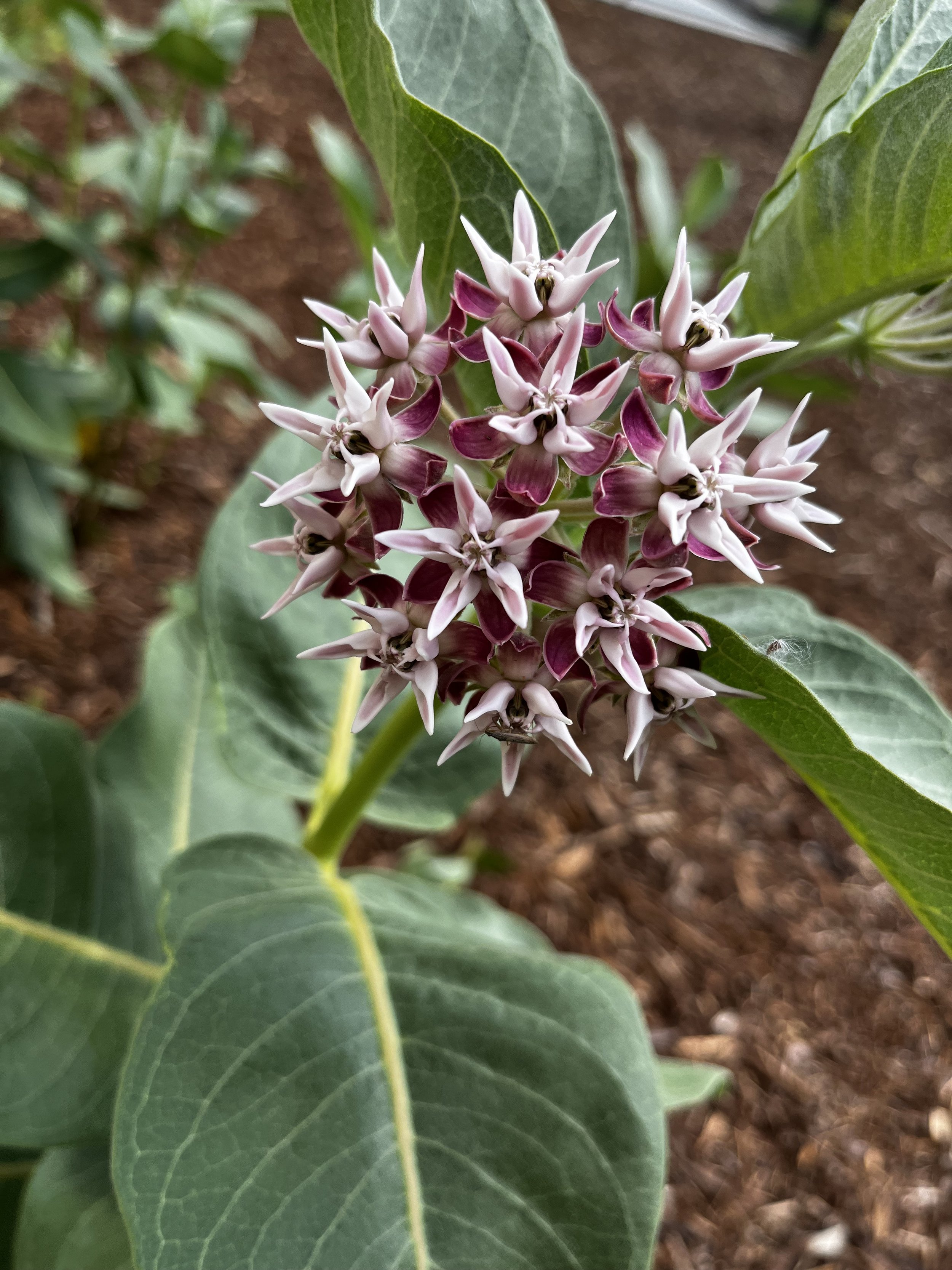 Showy Milkweed