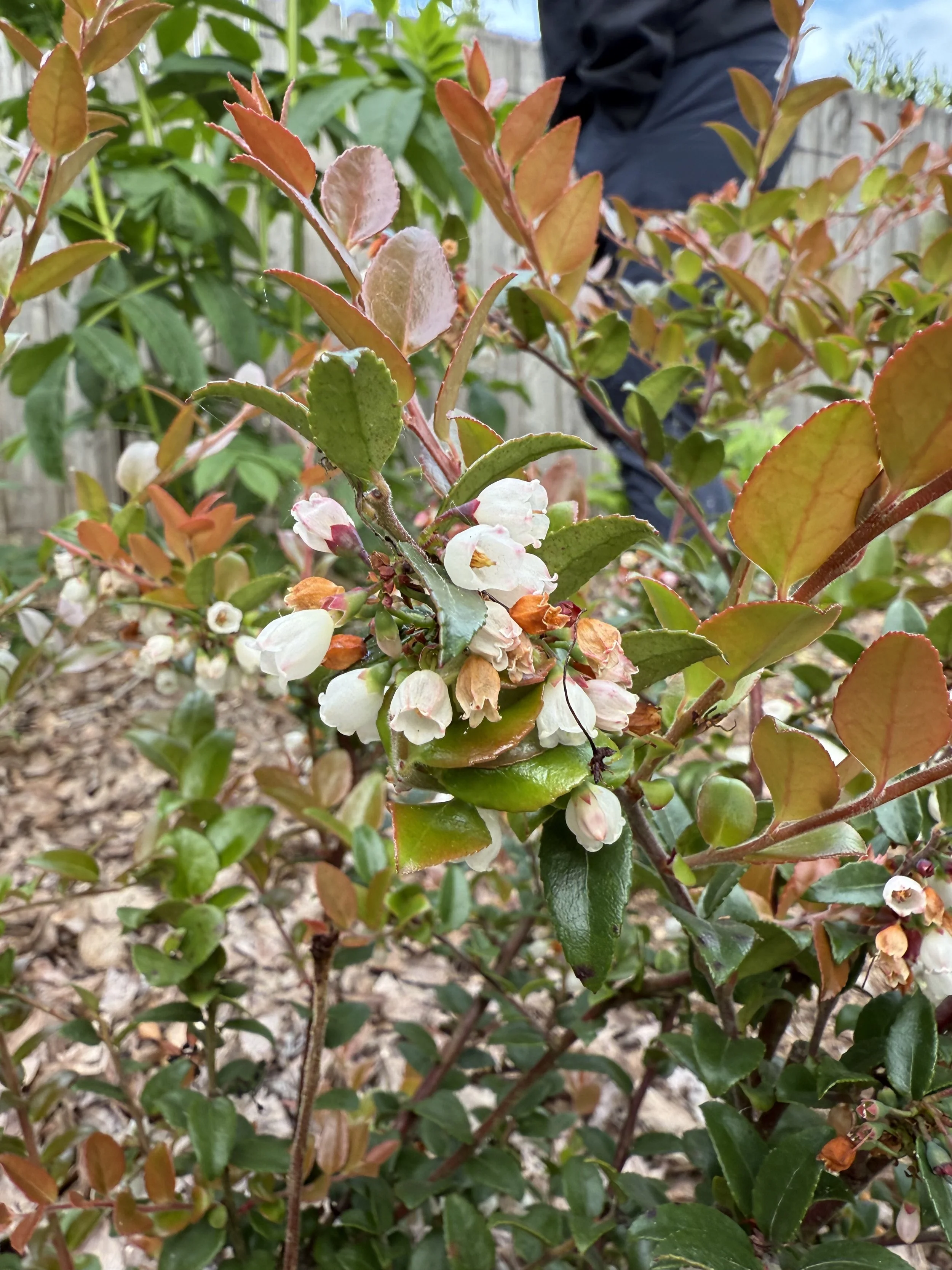 Evergreen Huckleberry 2.jpeg