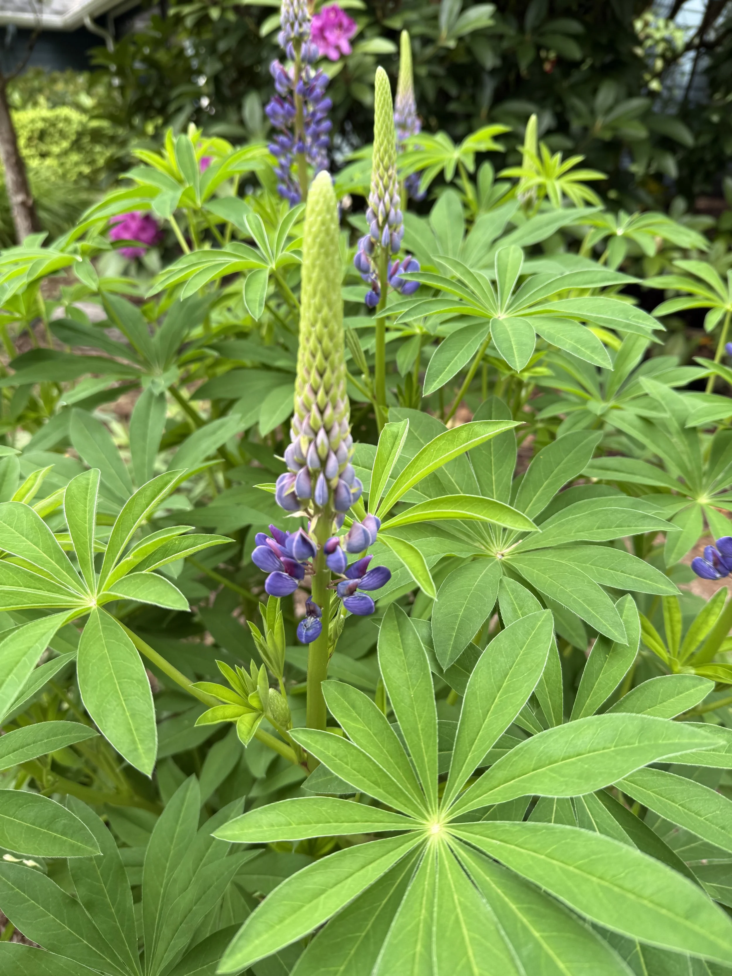 Big Leaf Lupine.jpeg
