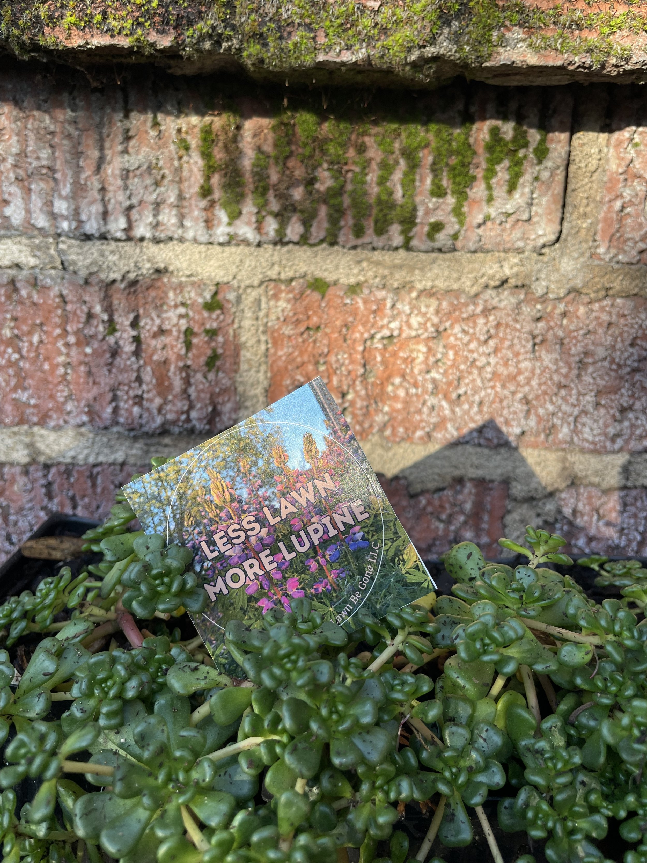 Less Lawn More Lupine Sticker