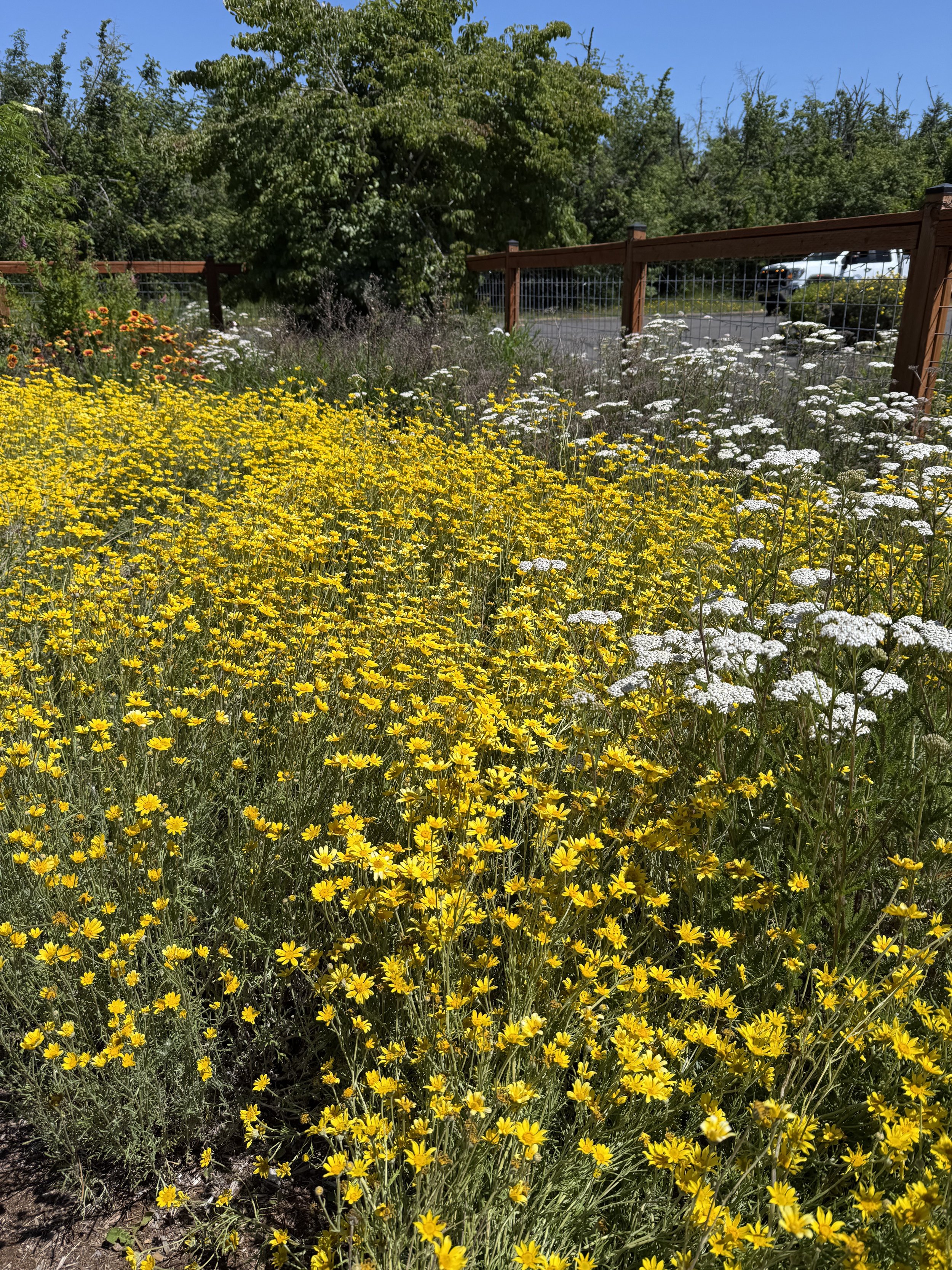 Oregon Sunshine 5.jpeg