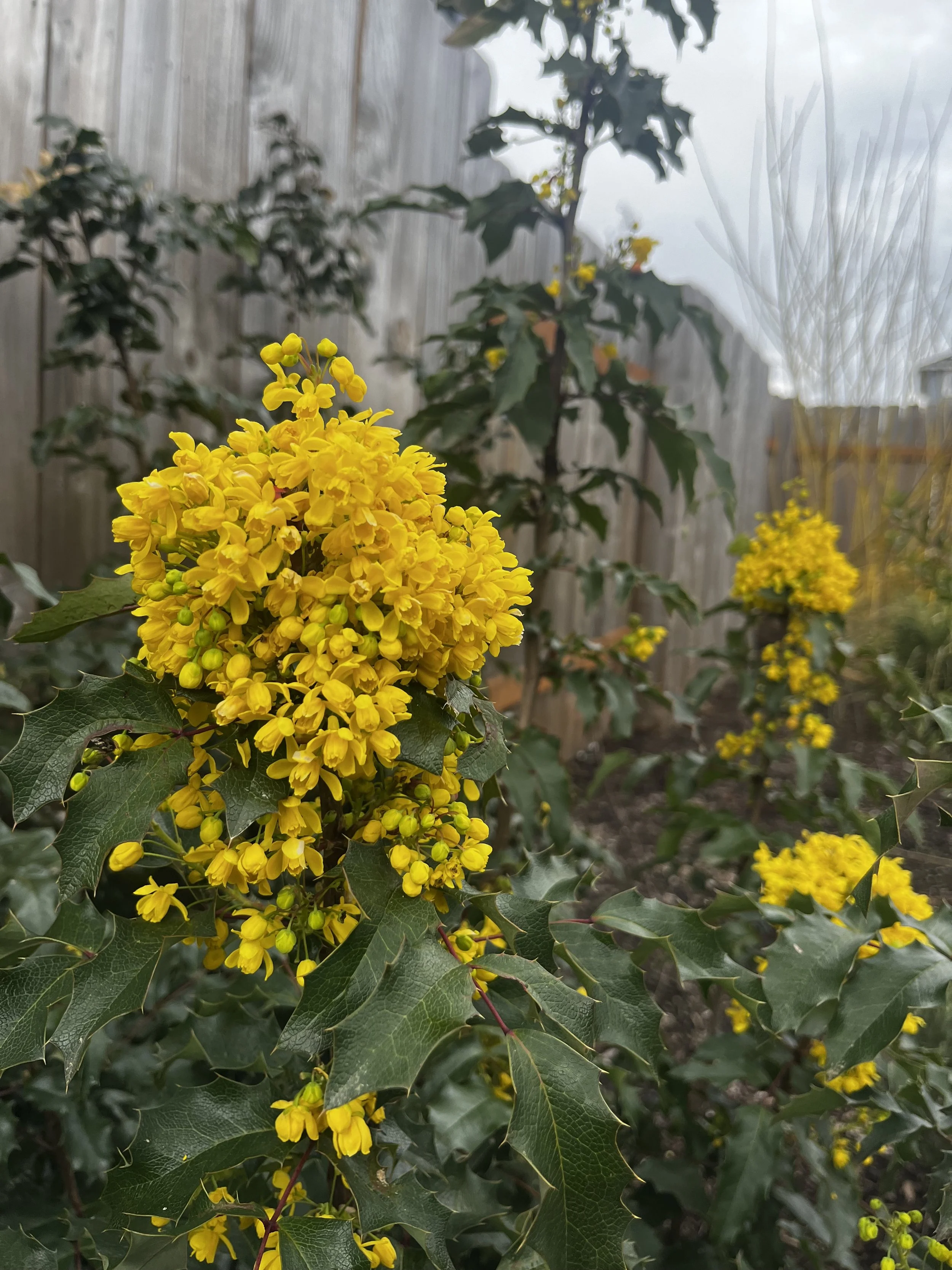 tall oregon grape (3).jpeg