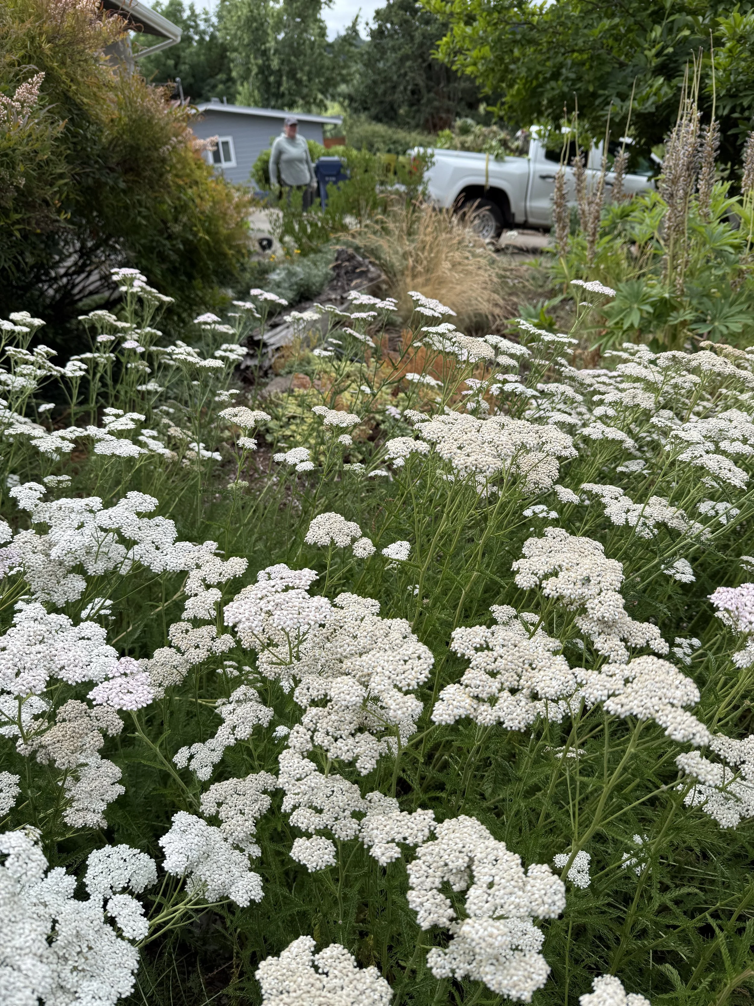 yarrow.jpeg